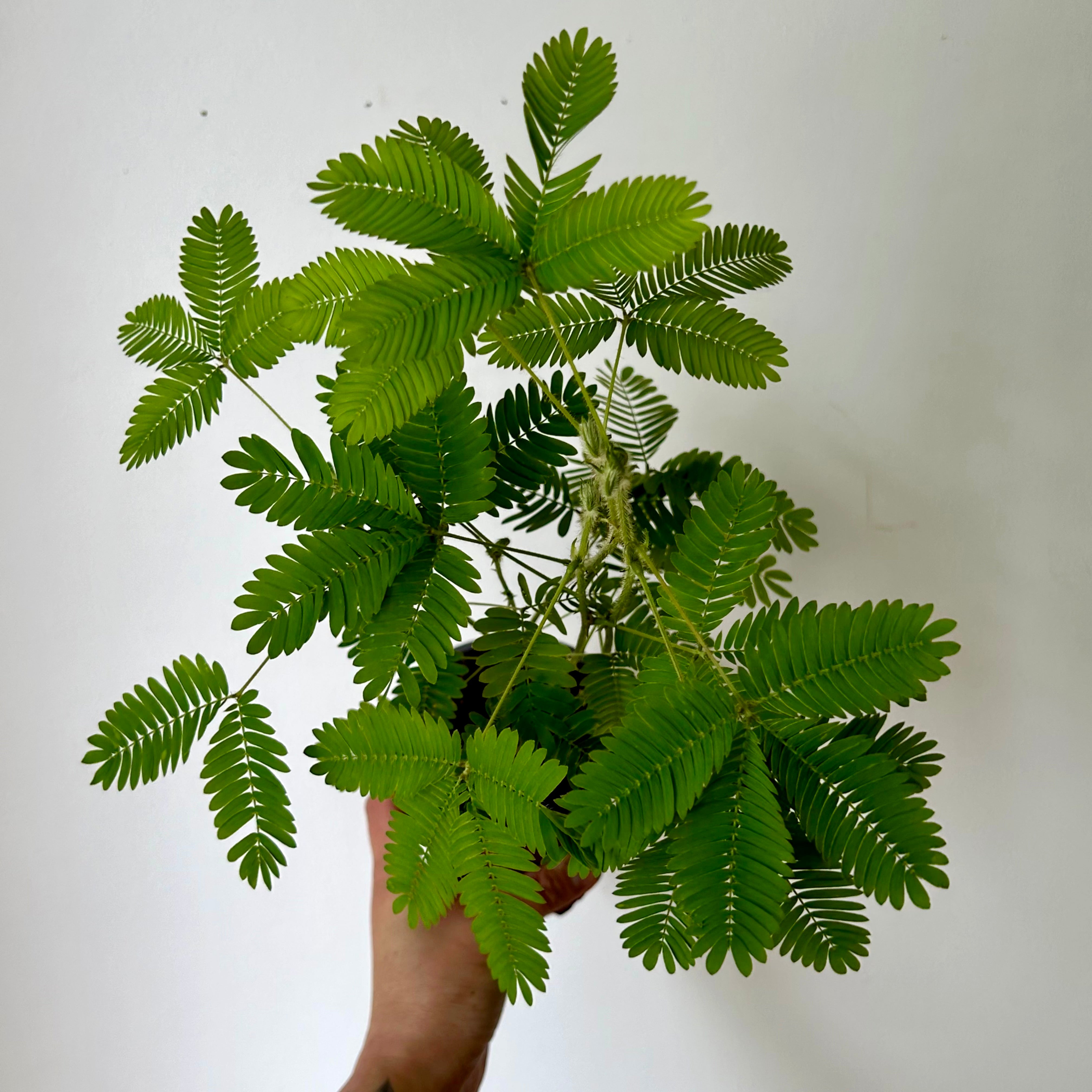Sensitive Plant (Mimosa Pudica) 4”pot