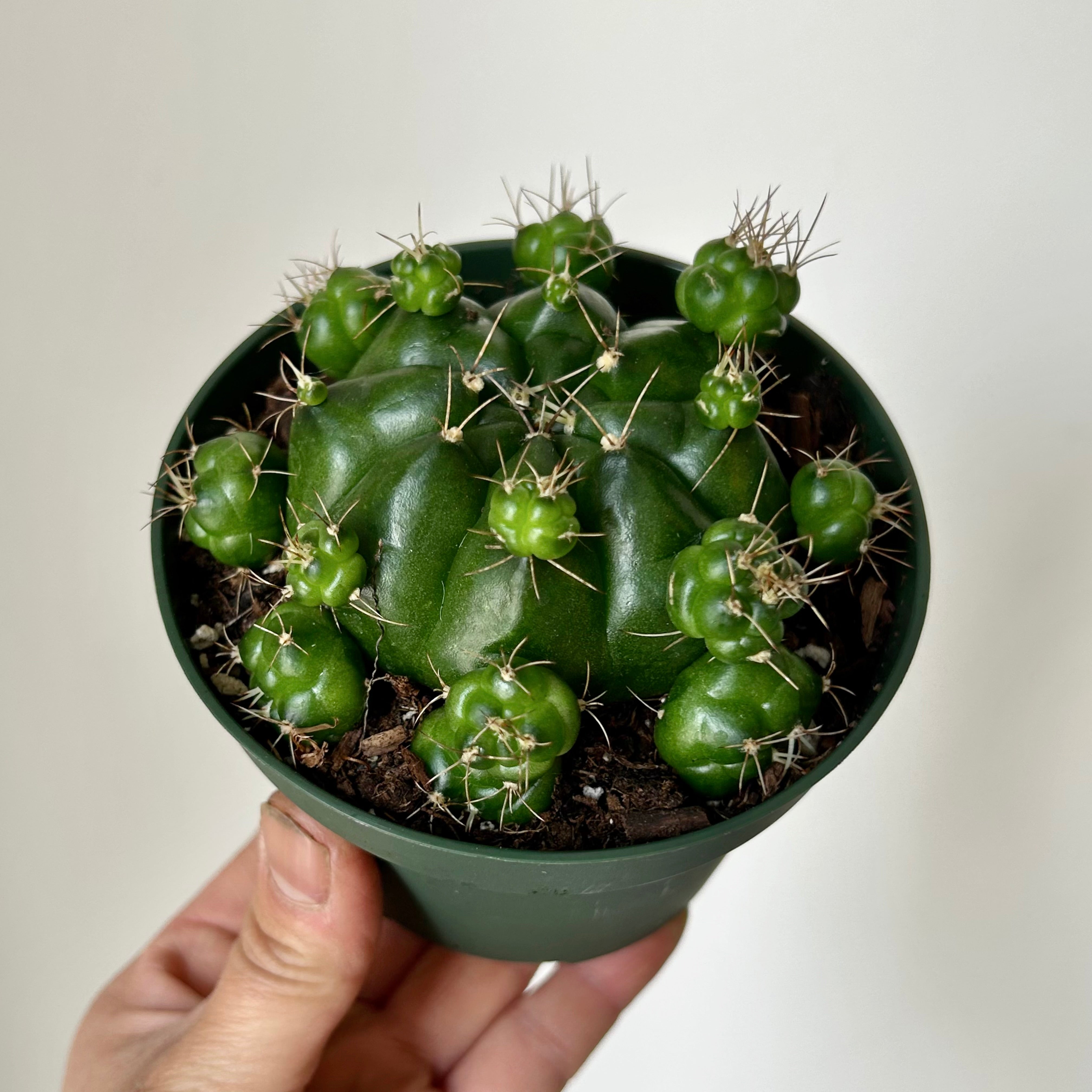 Gymnocalycium damsii 4" pot