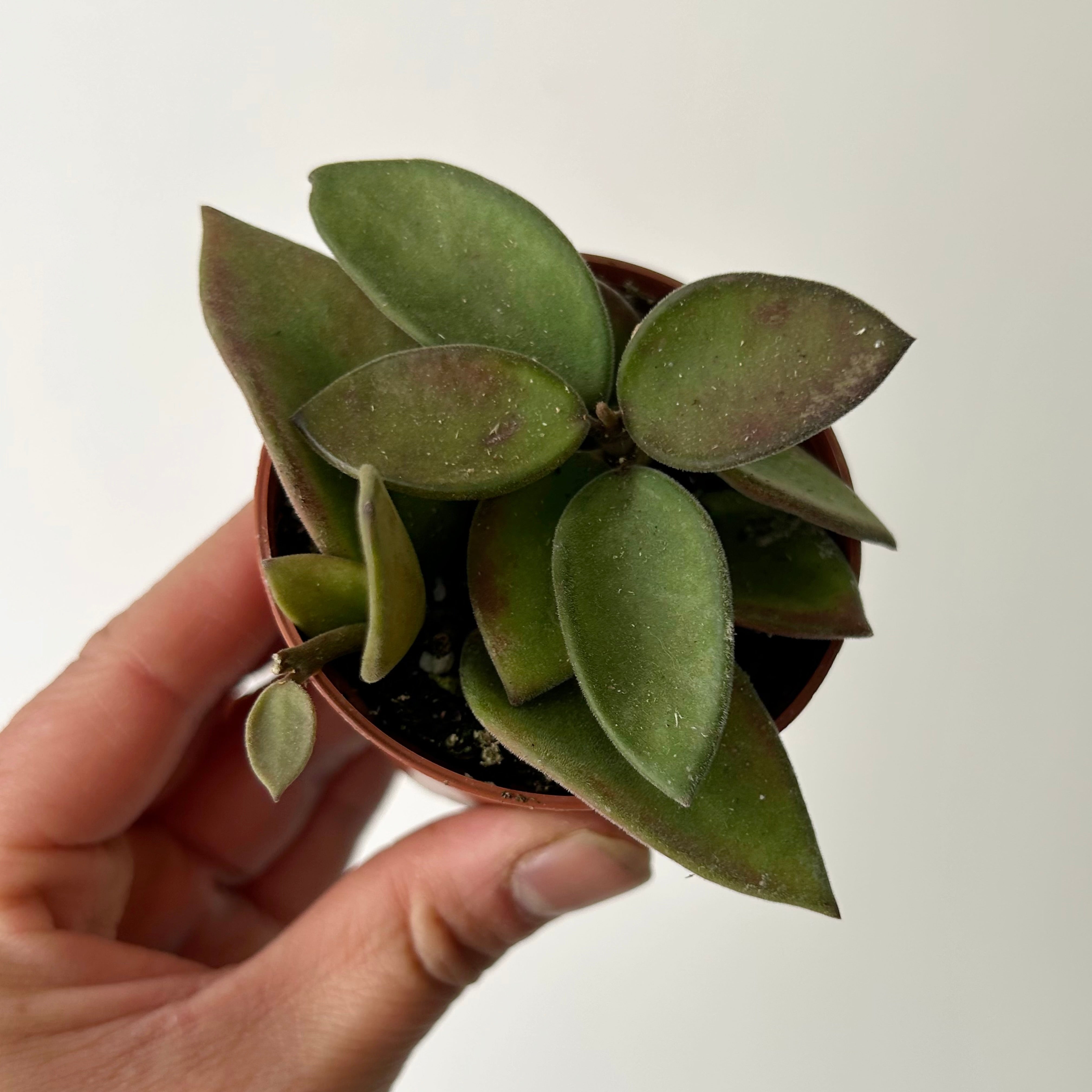 Hoya nummularioides 2.5”pot