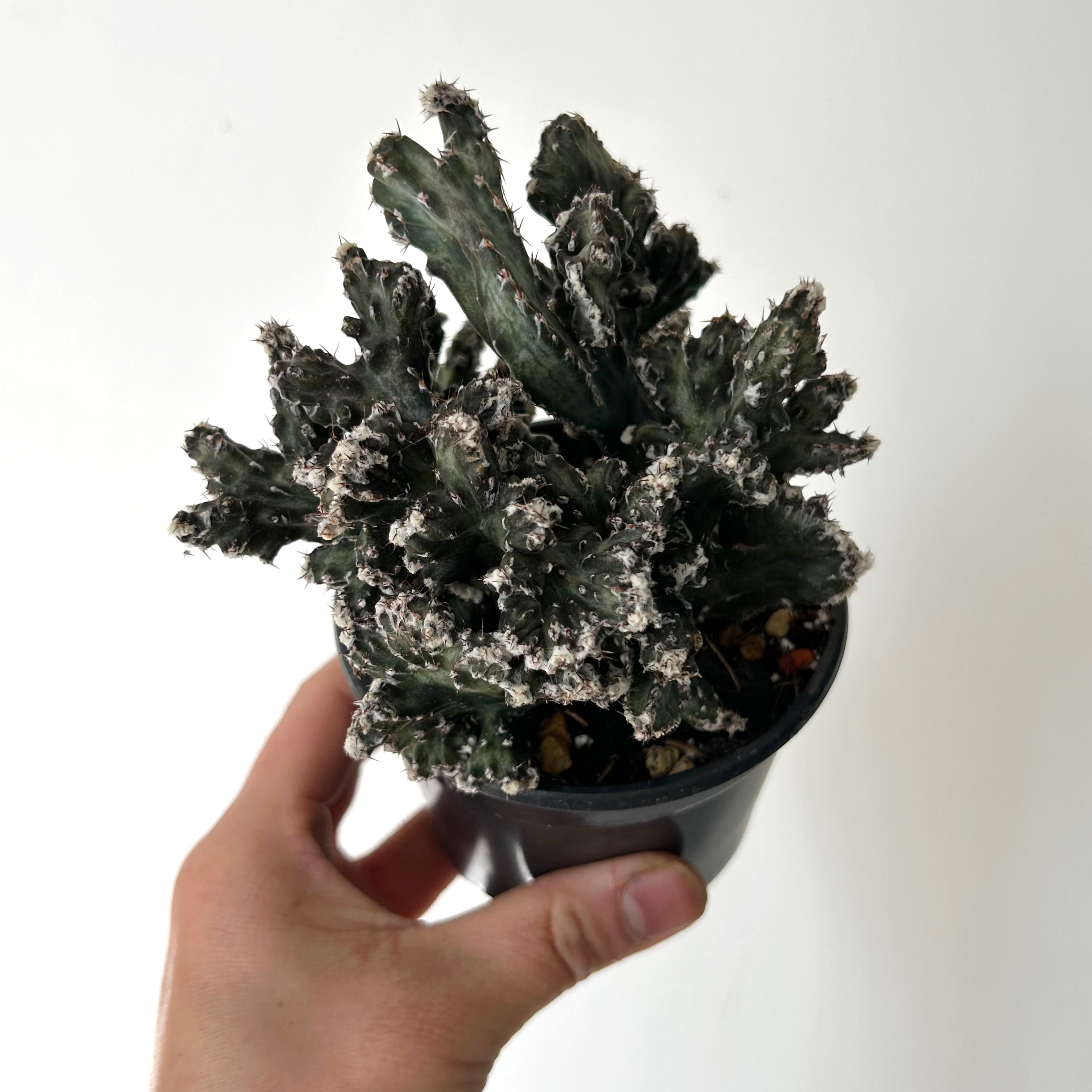 Crested Monvillea spegazzinii 4”pot