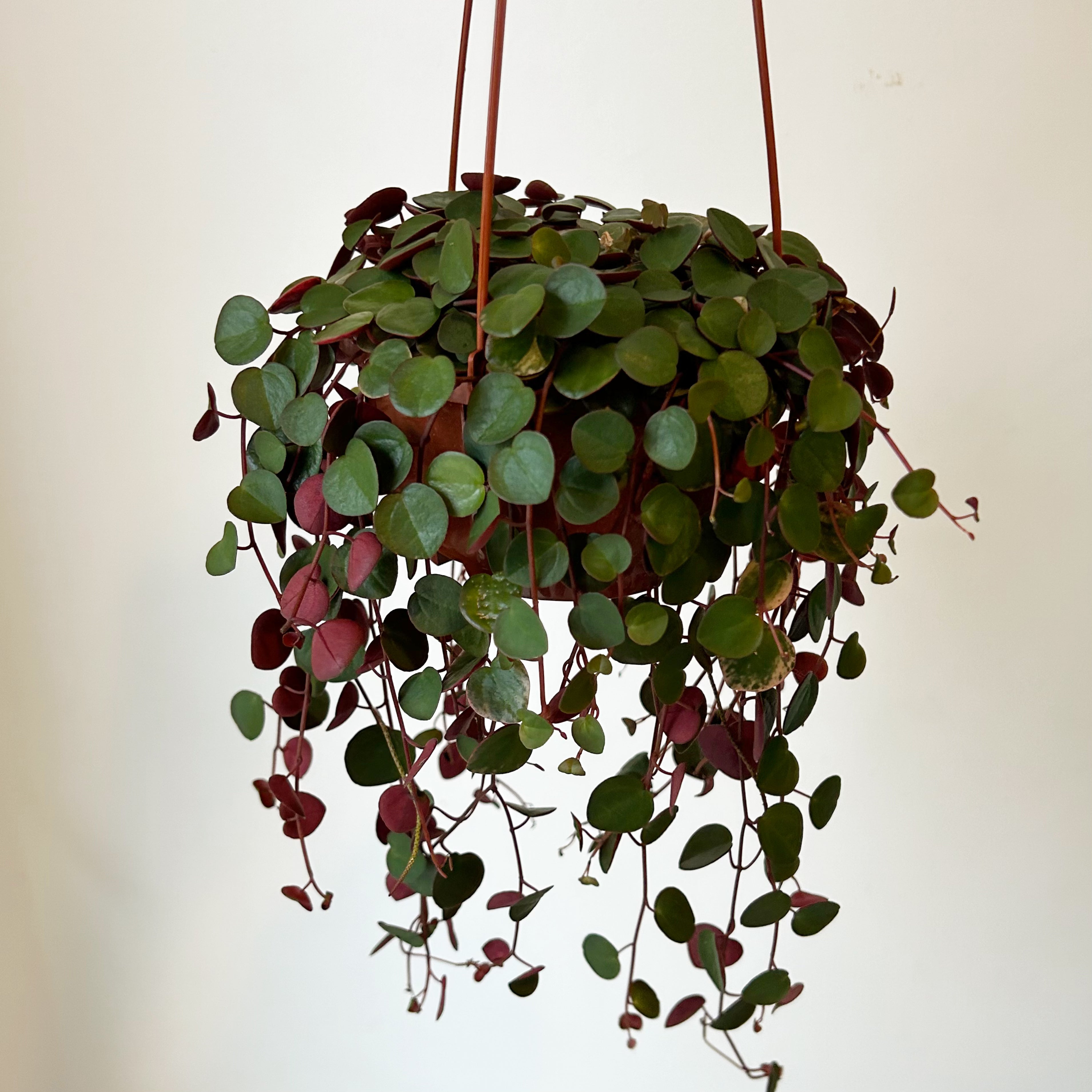 Peperomia “Ruby Cascade” 4.5”hanging basket