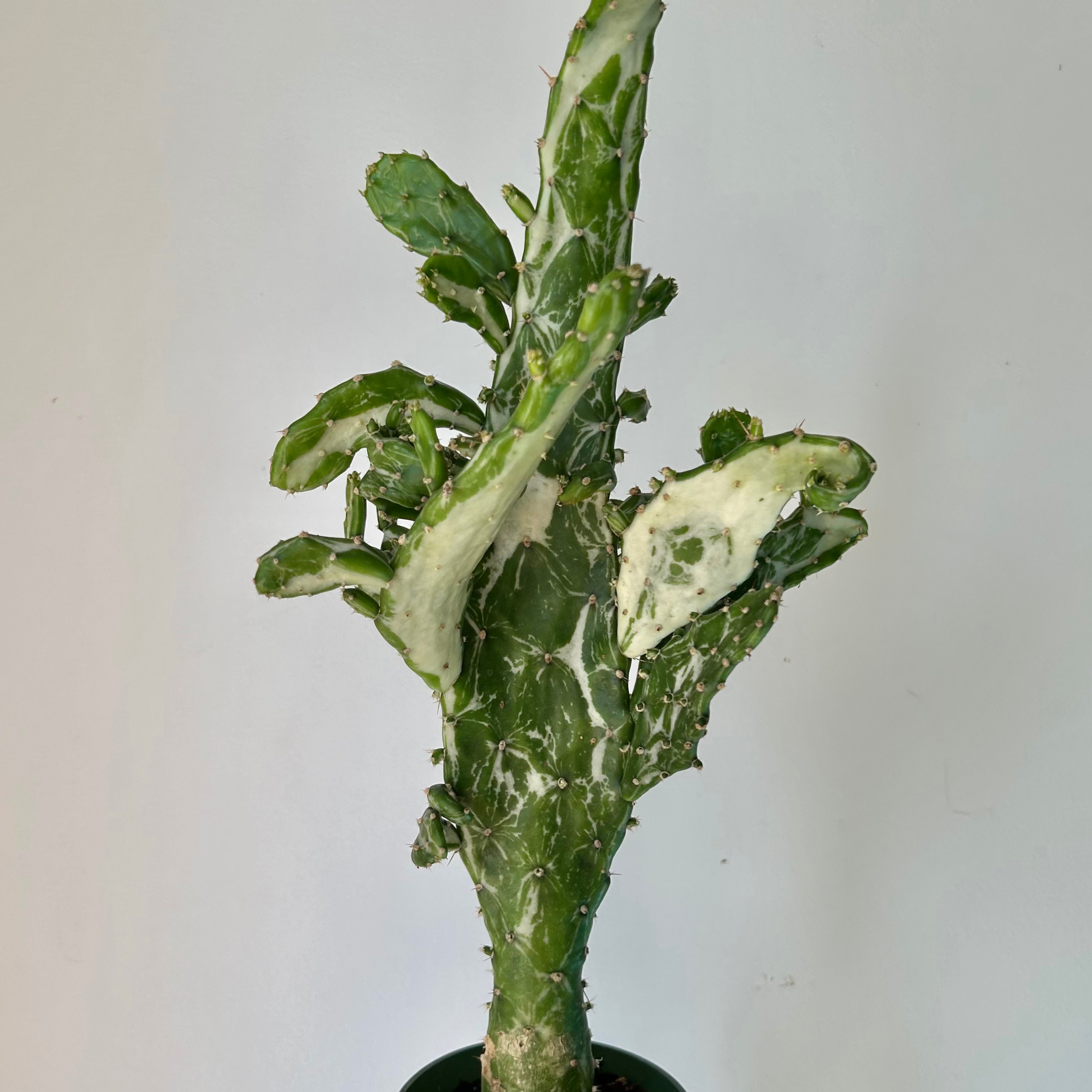 Variegated Opuntia 4” pot