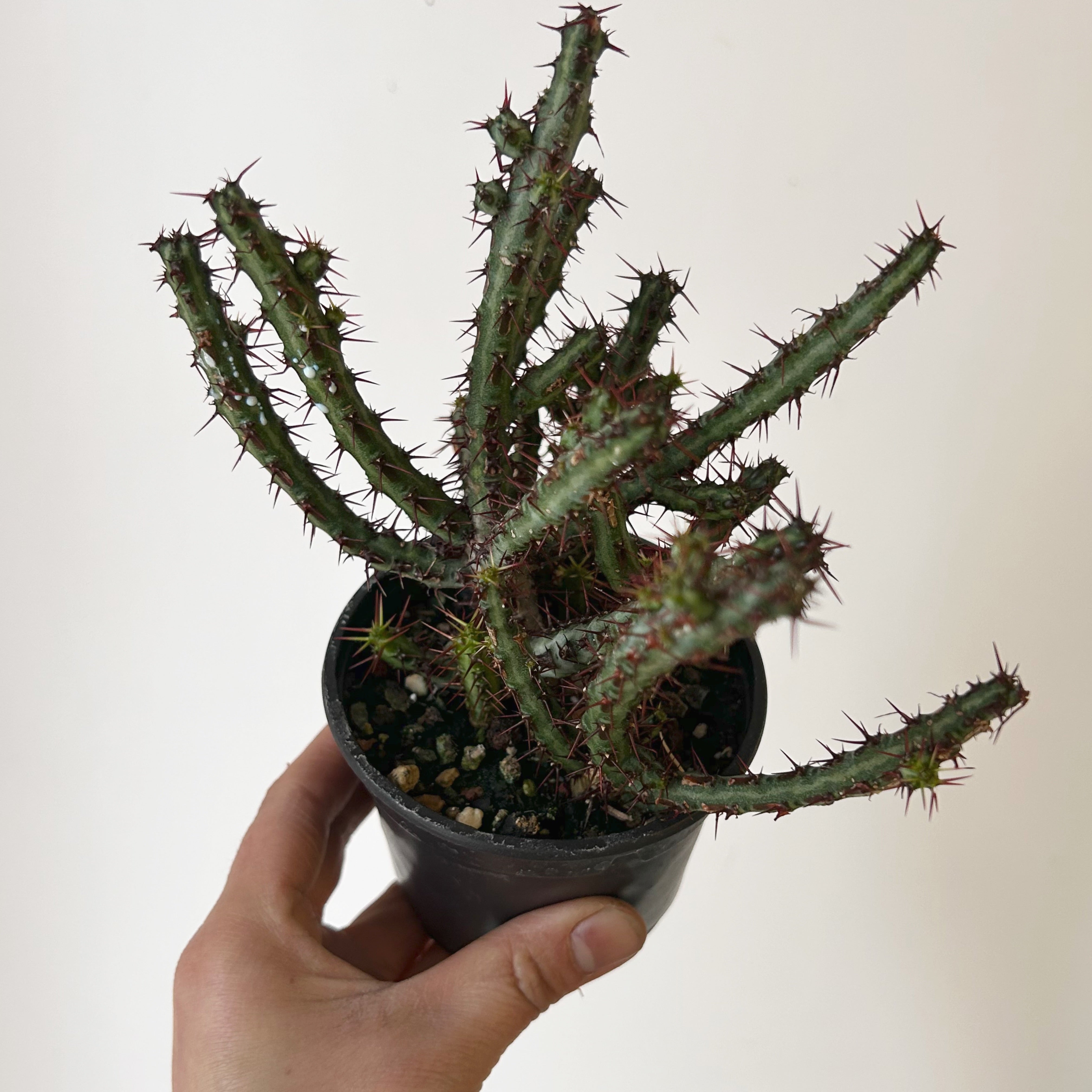 Euphorbia aeruginosa 3.5” pot