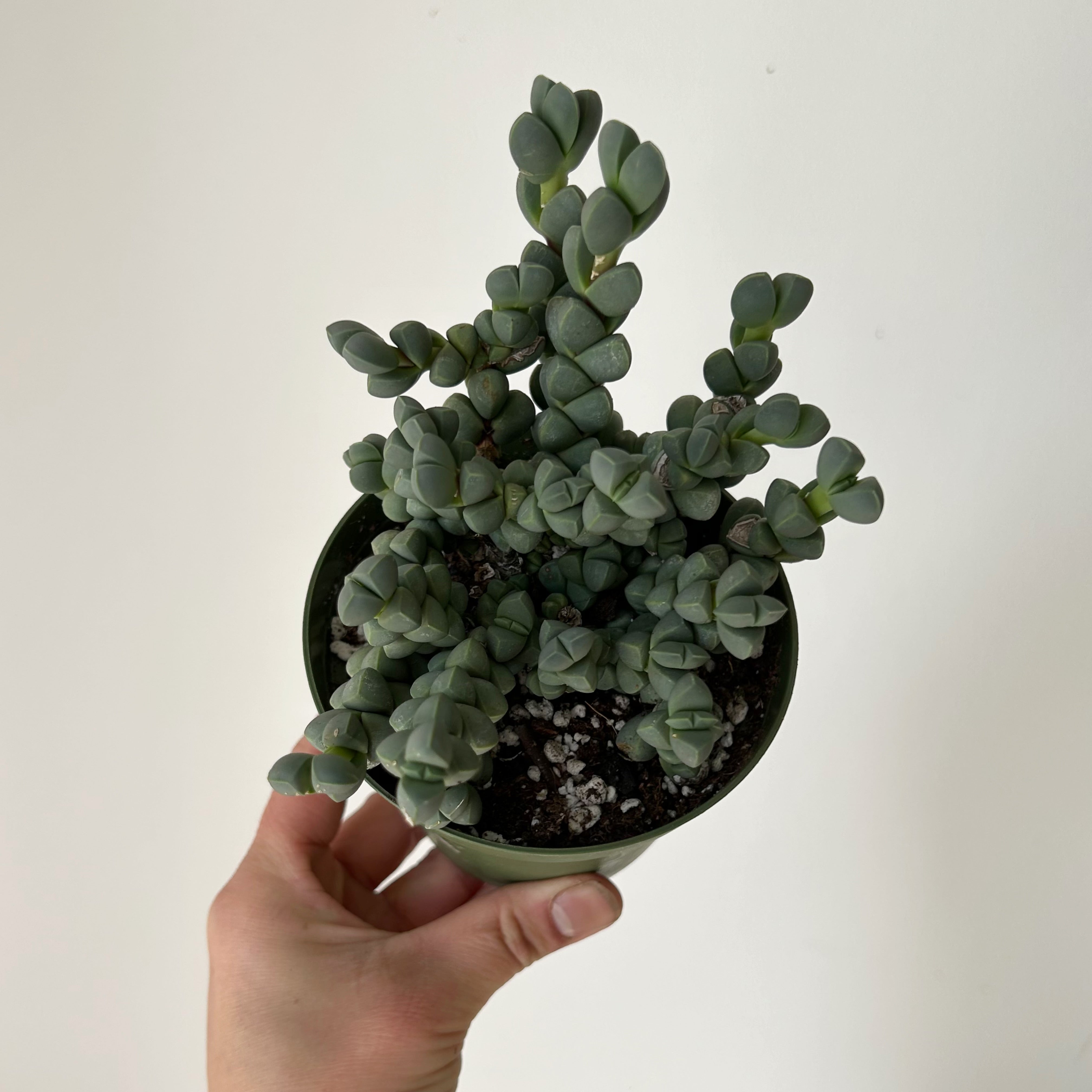 Ice Plant (Corpuscularia Lehmannii) 4” pot