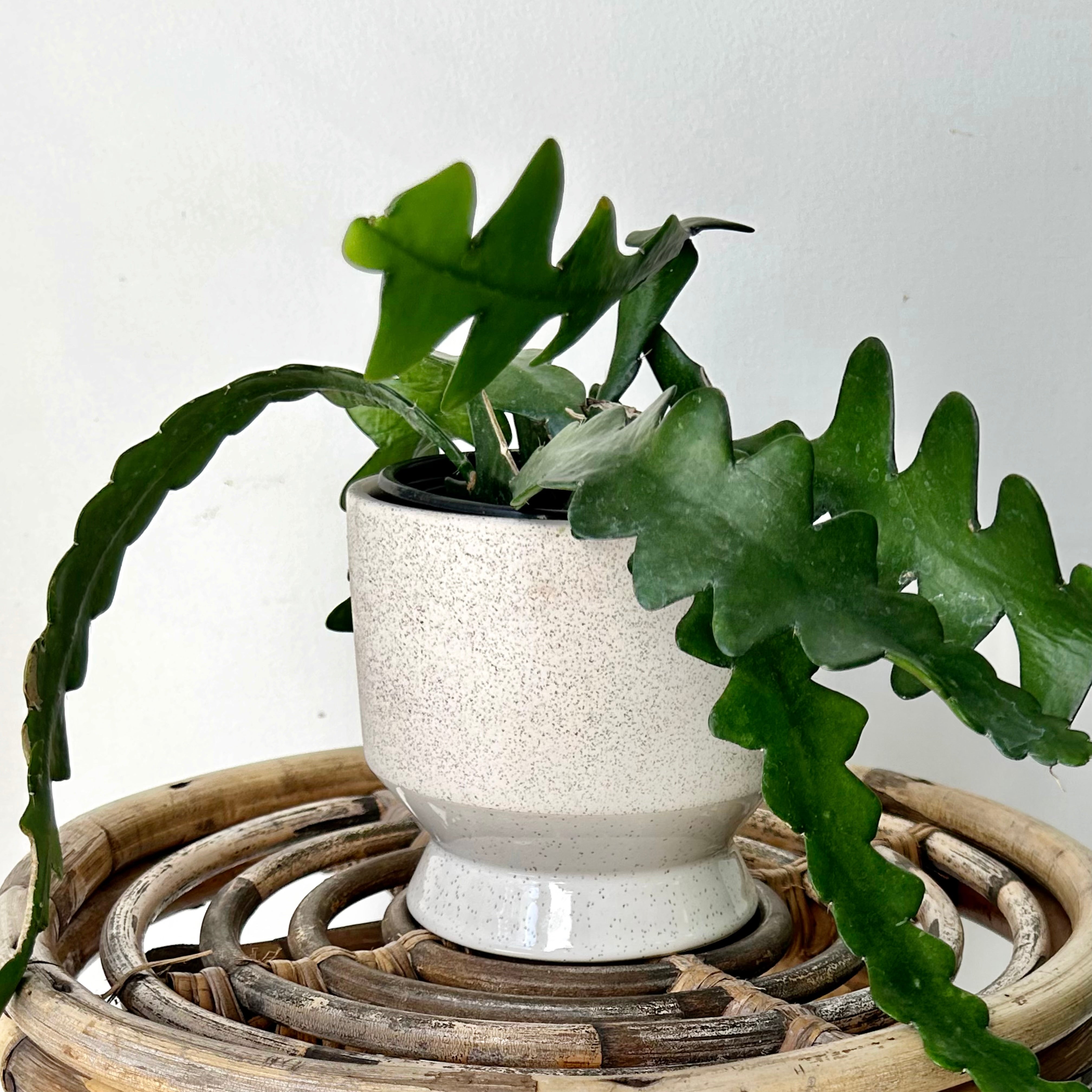 PASADENA Decorative Raised Pot (available in two colours) 4.5”x5”