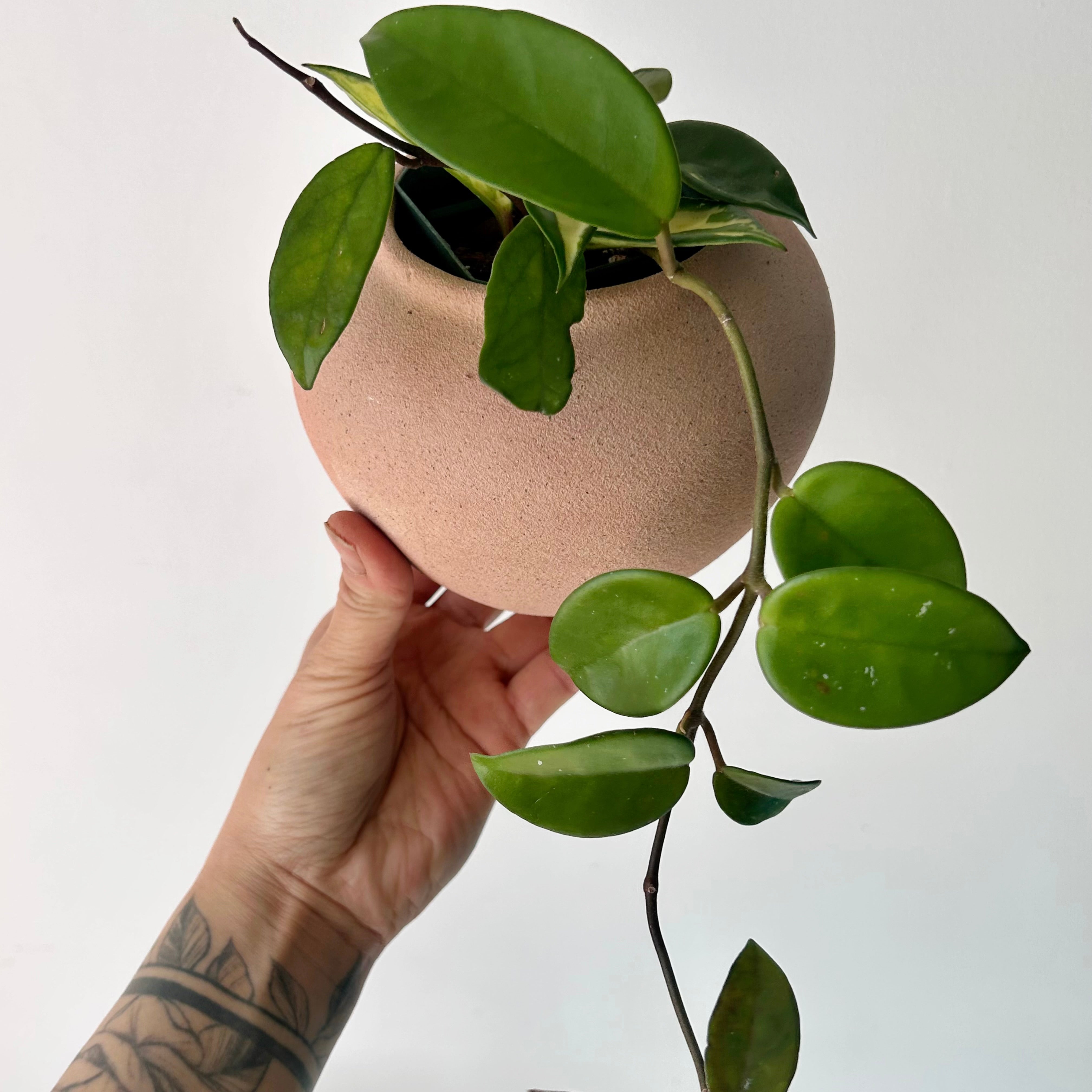 KASTANOS Decorative Pot (3”x4”)