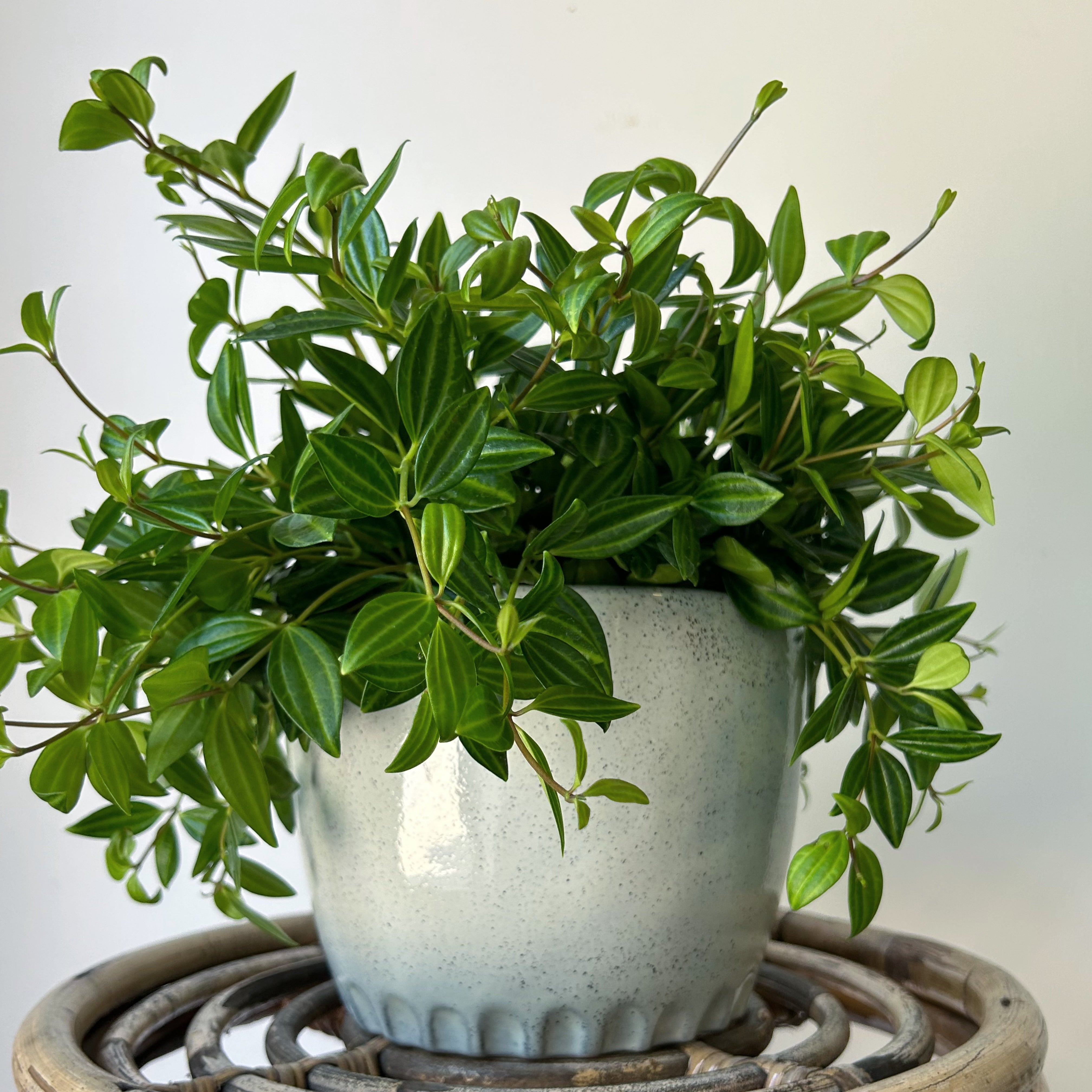 Peperomia “Beetle” (Angulata) 6” pot