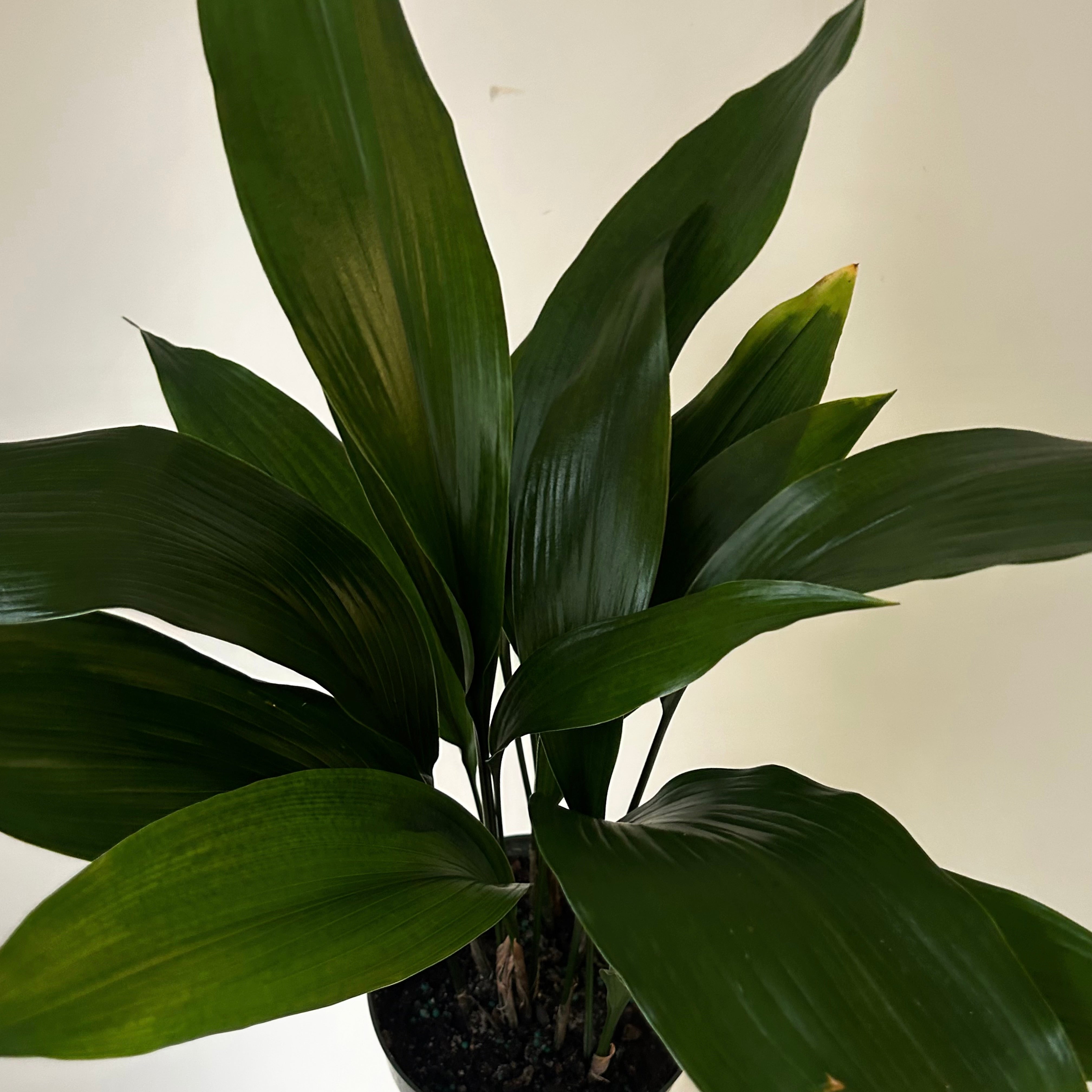 Cast Iron Plant (Aspidistra Elatior) approximately 2ft tall in 6” pot
