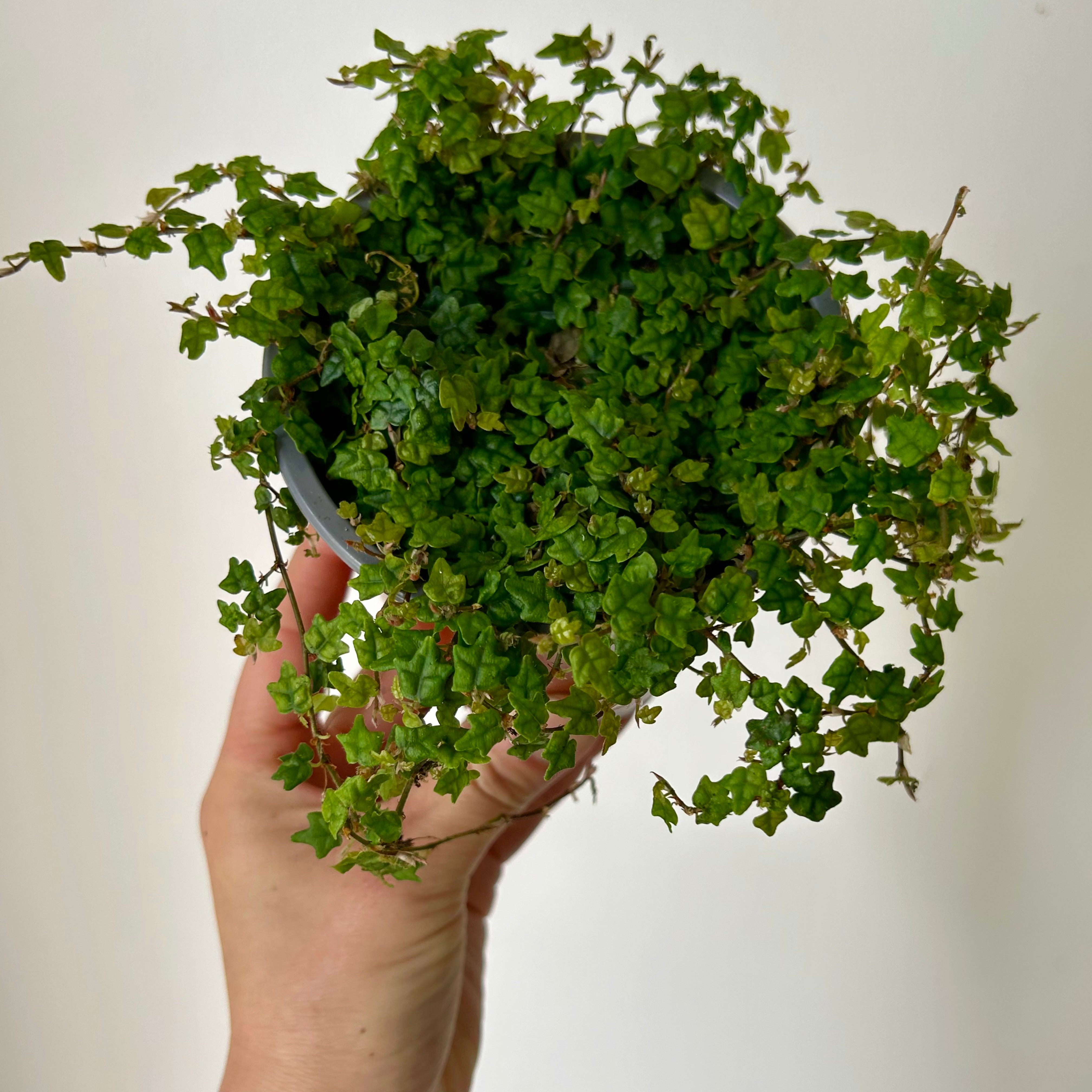 String of Frogs (Ficus pumila quercifolia) 4” pot