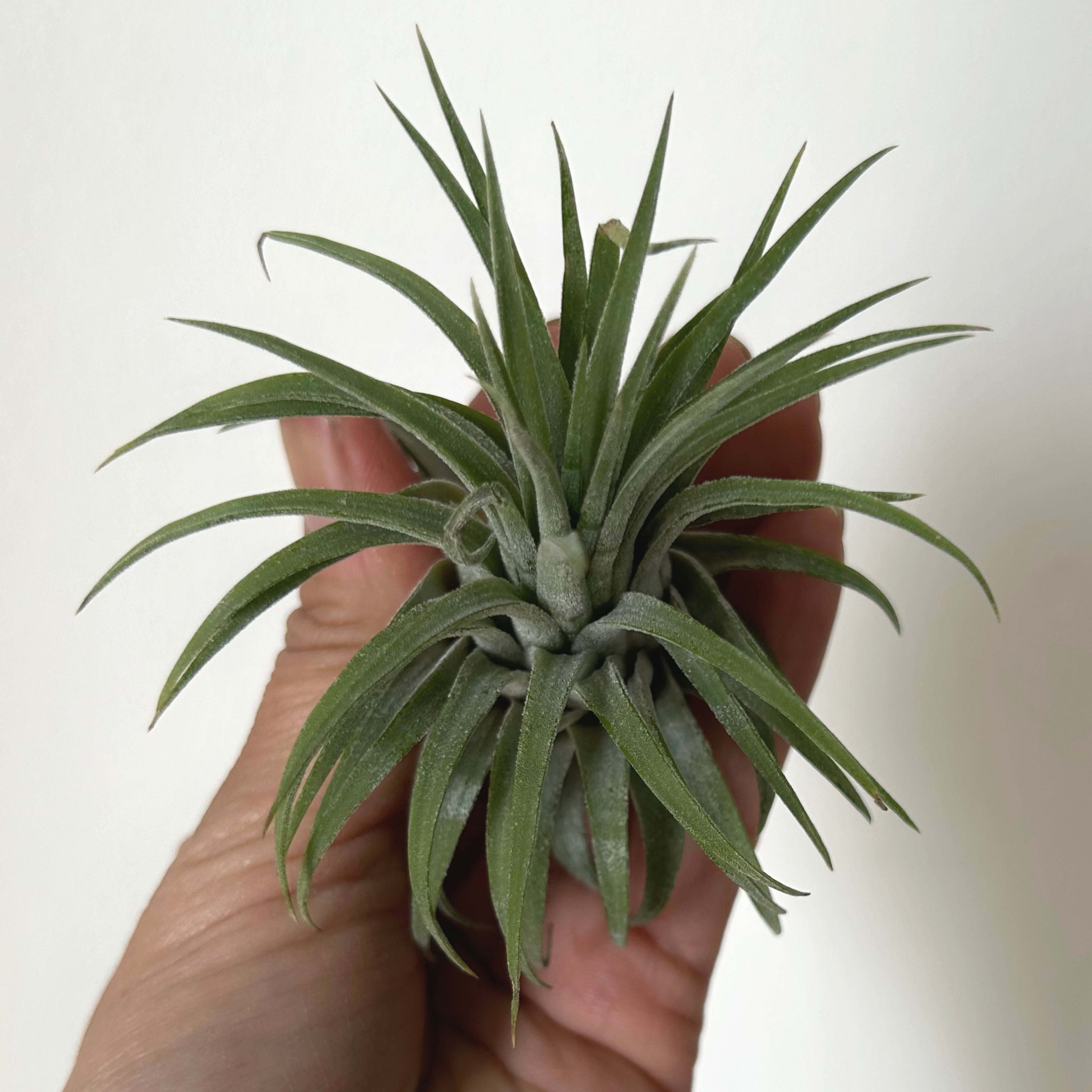 Tillandsia Ionantha