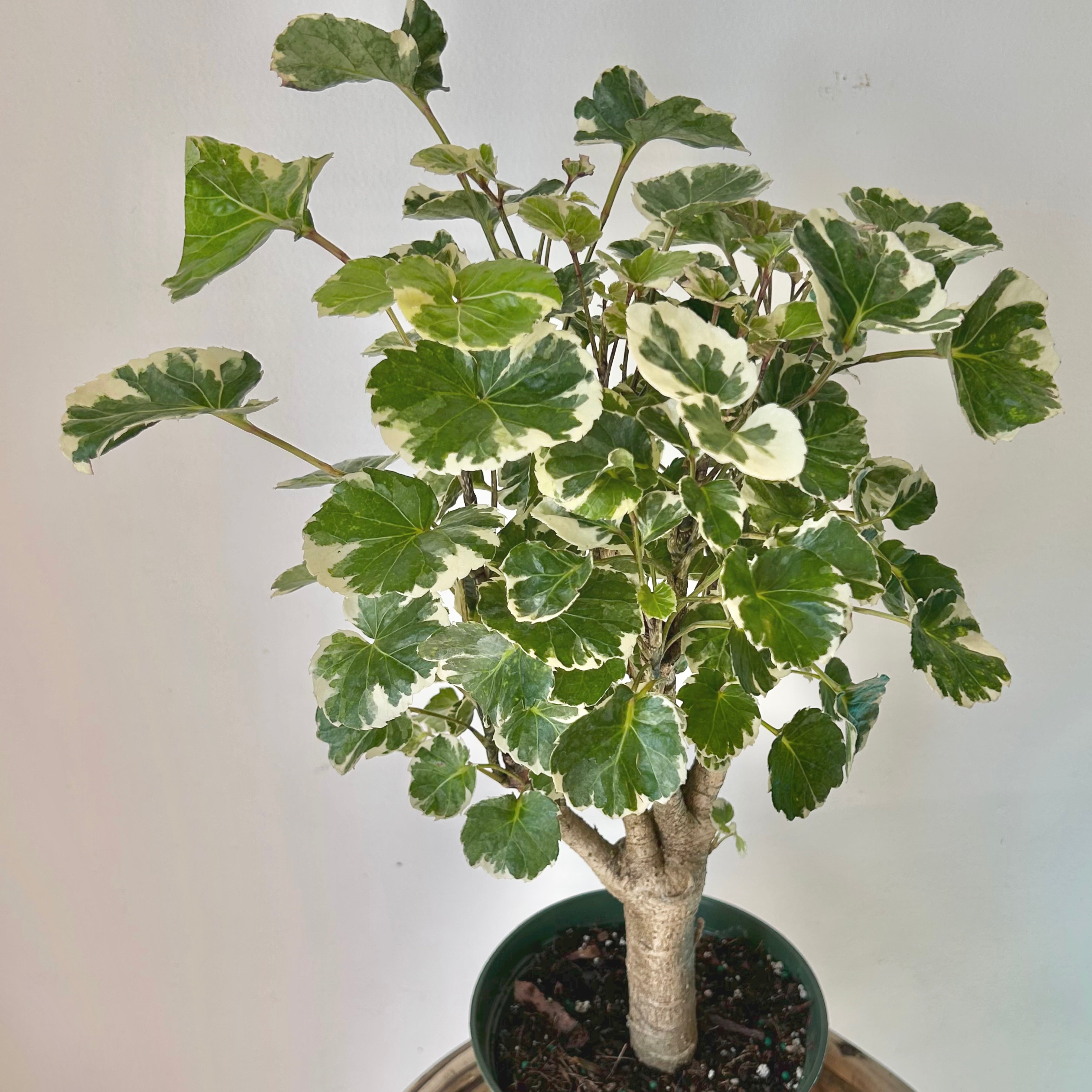 Variegated Aralia Balfouriana (Polyscias Balfour) approximately 20 inches tall in 6” pot