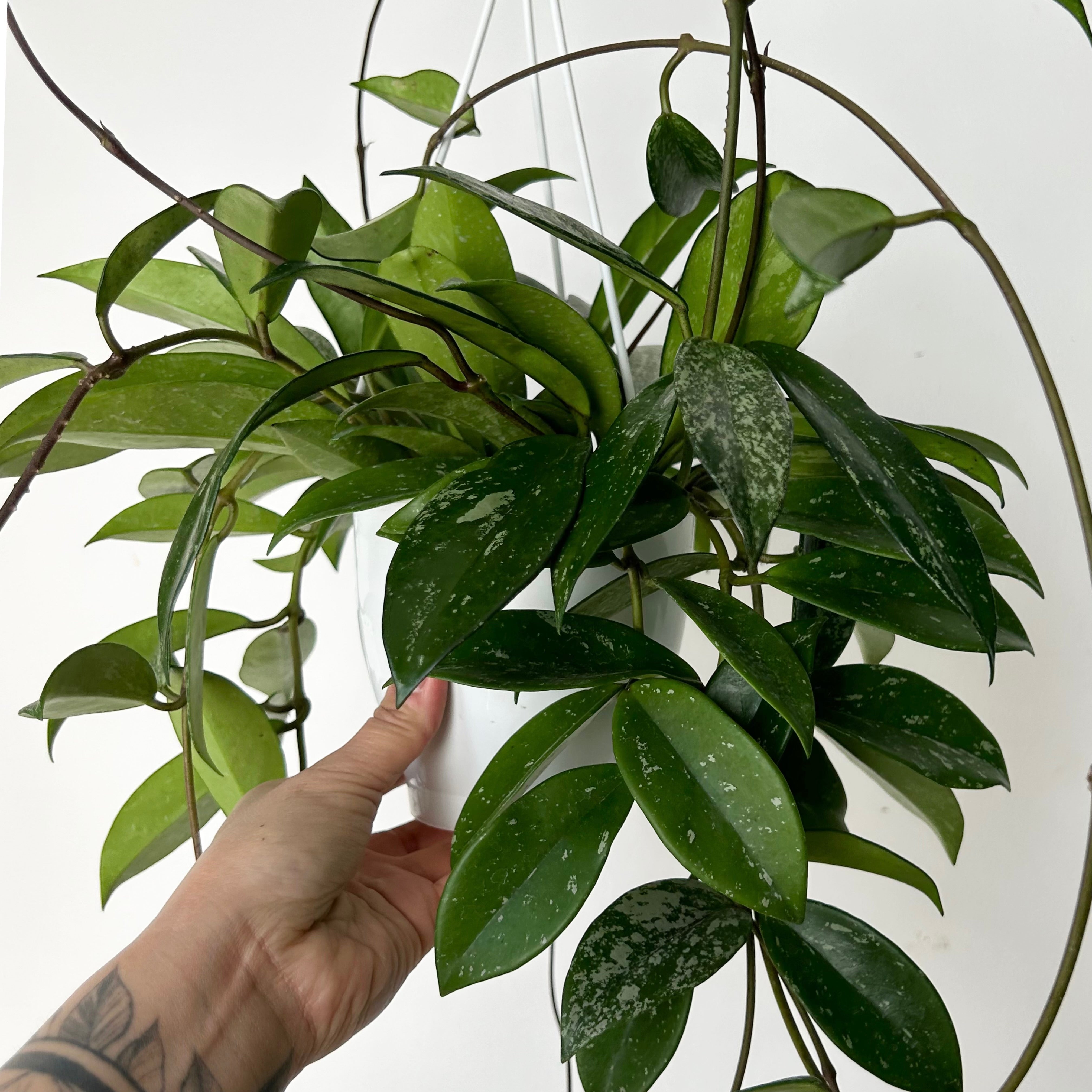 Hoya pubicalyx 6” hanging basket