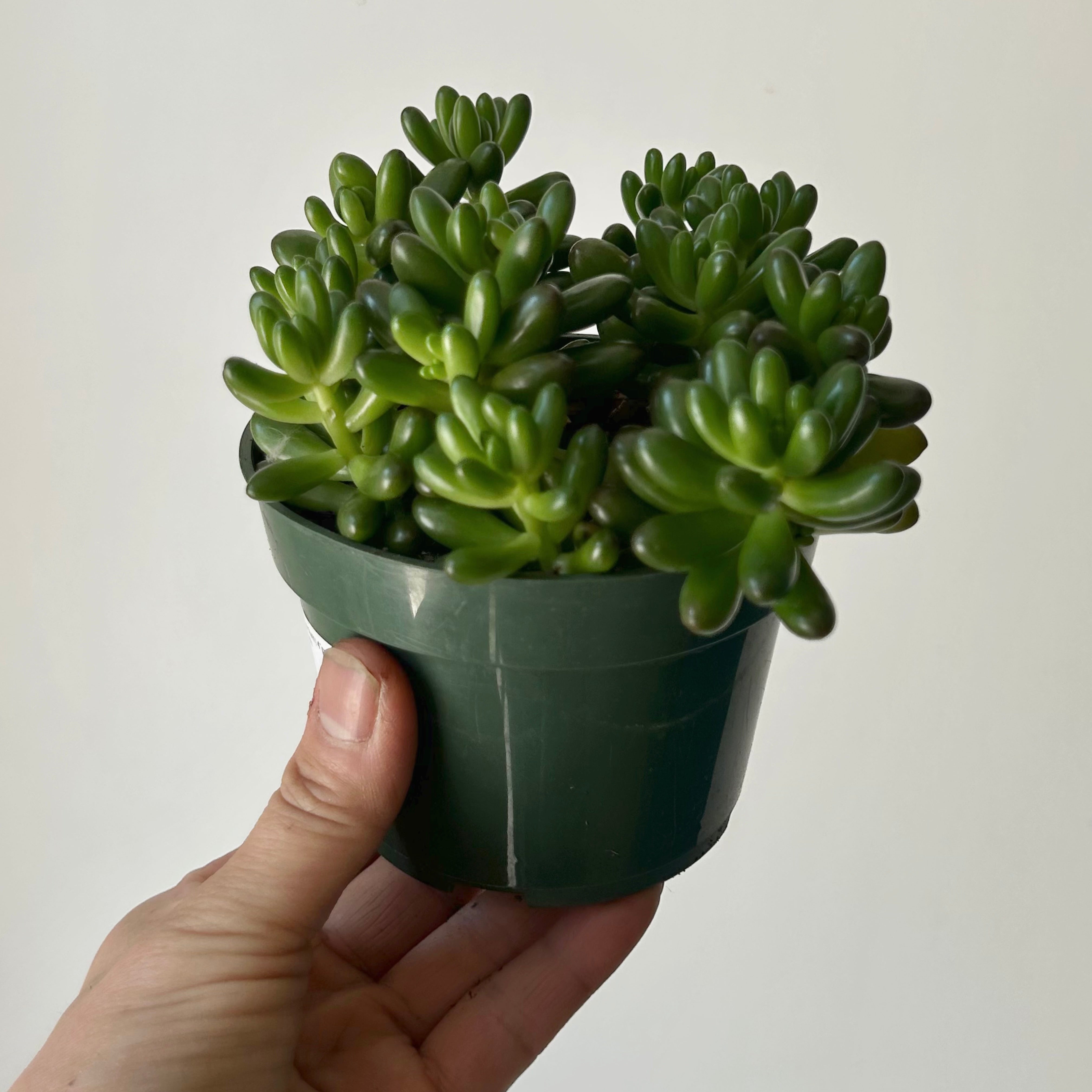 Jelly Bean Plant (Sedum rubrotinctum) 4”pot