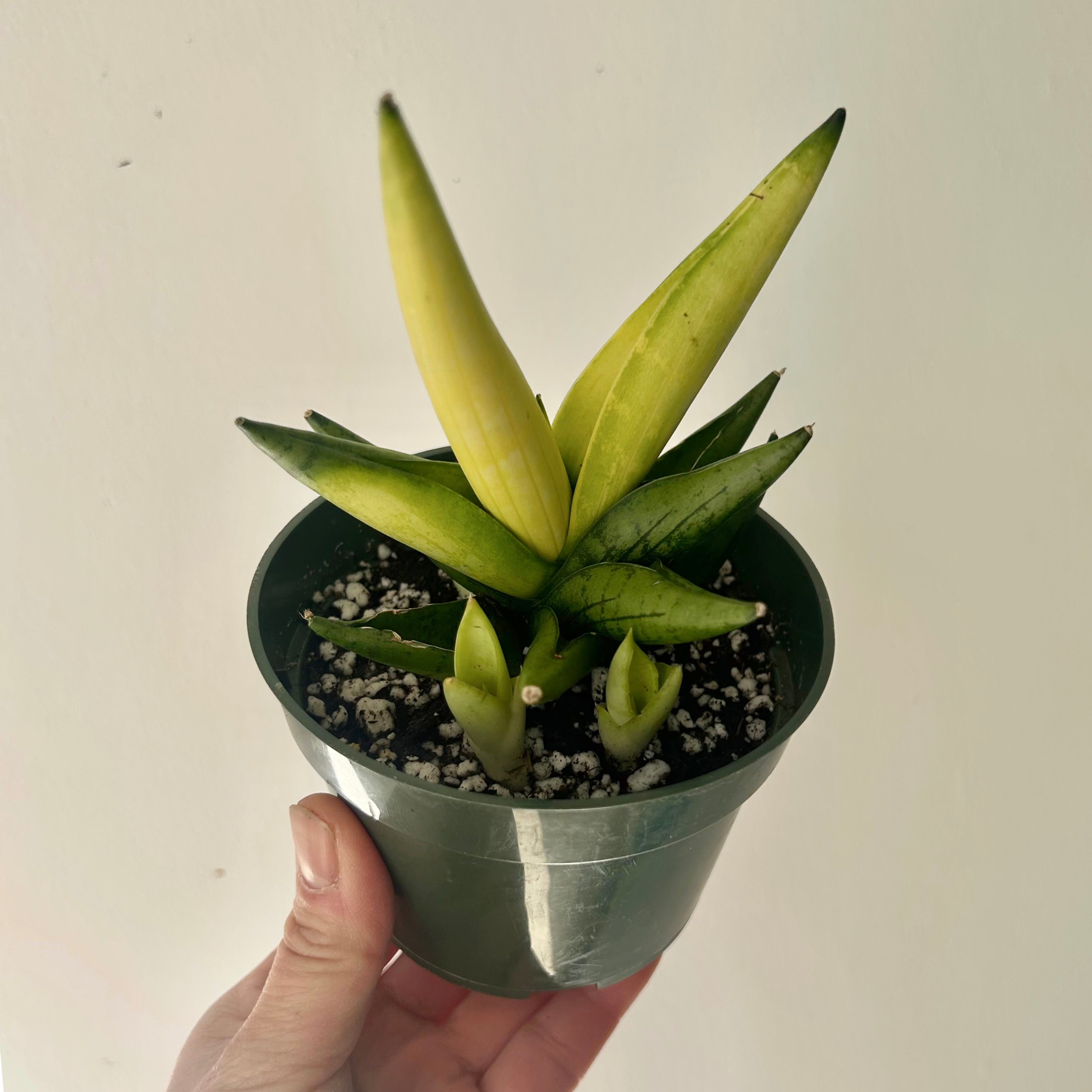 Sansevieria dwarf boncel variegata 4”pot