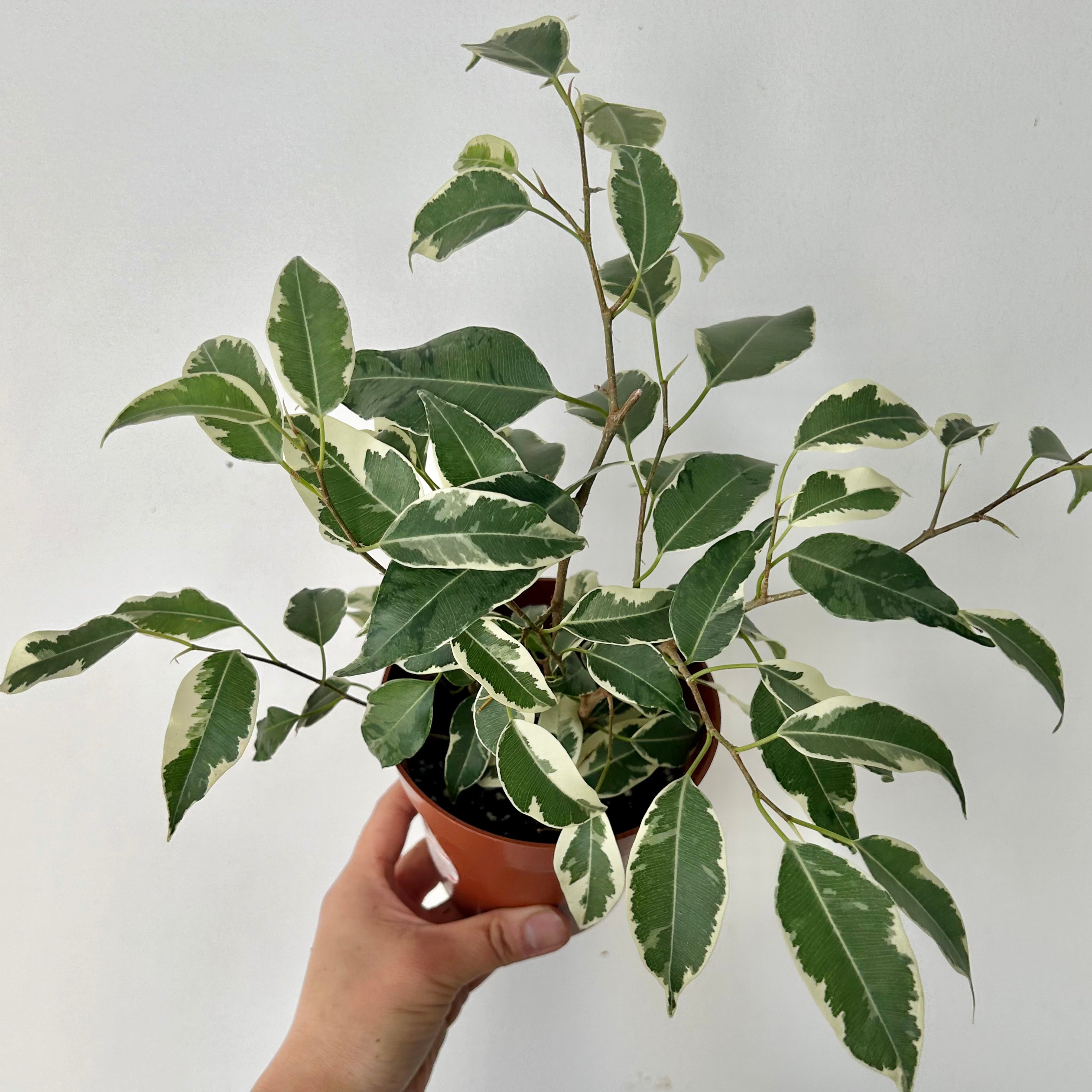 Variegated Ficus Benjamina 5”pot