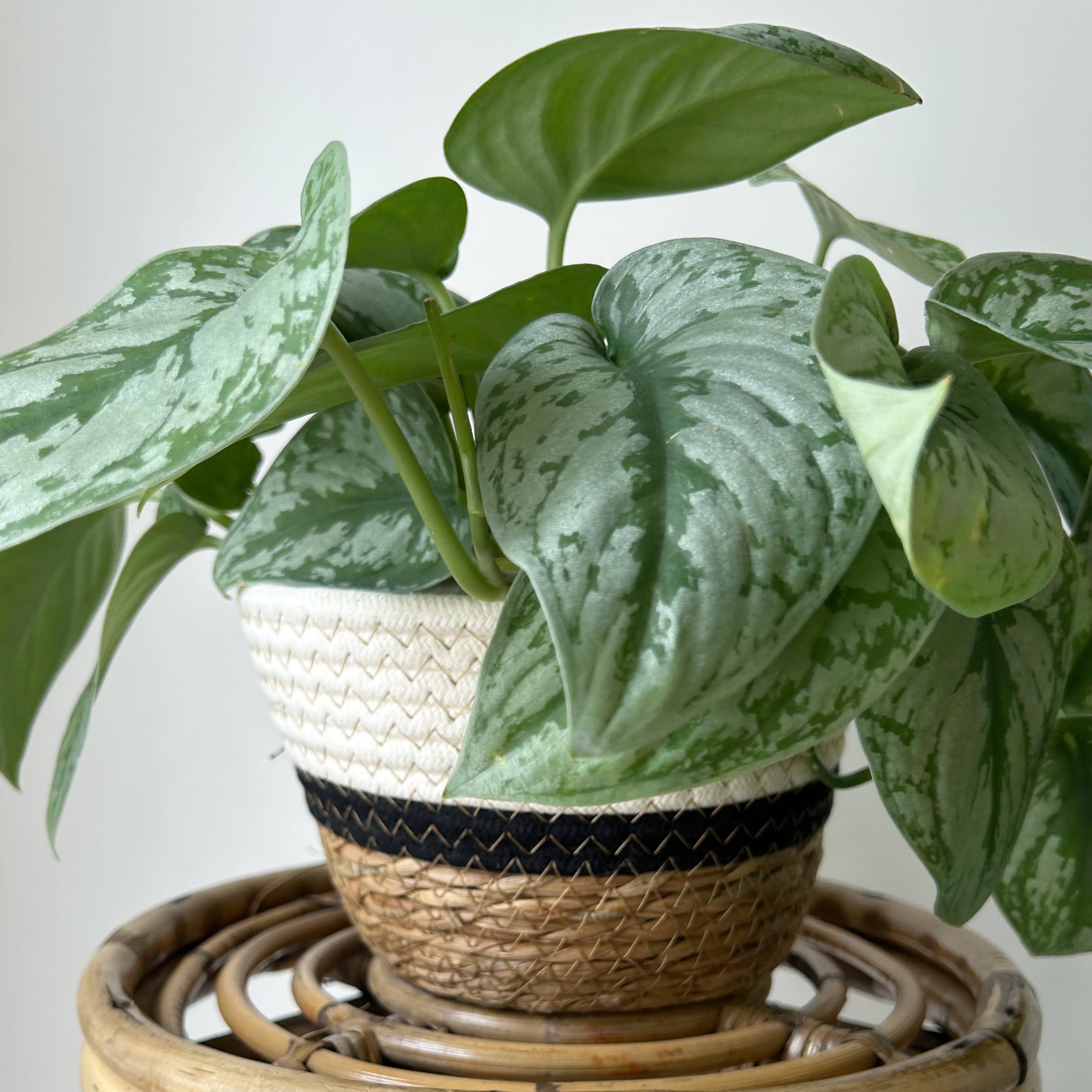 Tricolour Shallow Decorative Plant Basket(7.5”x6)