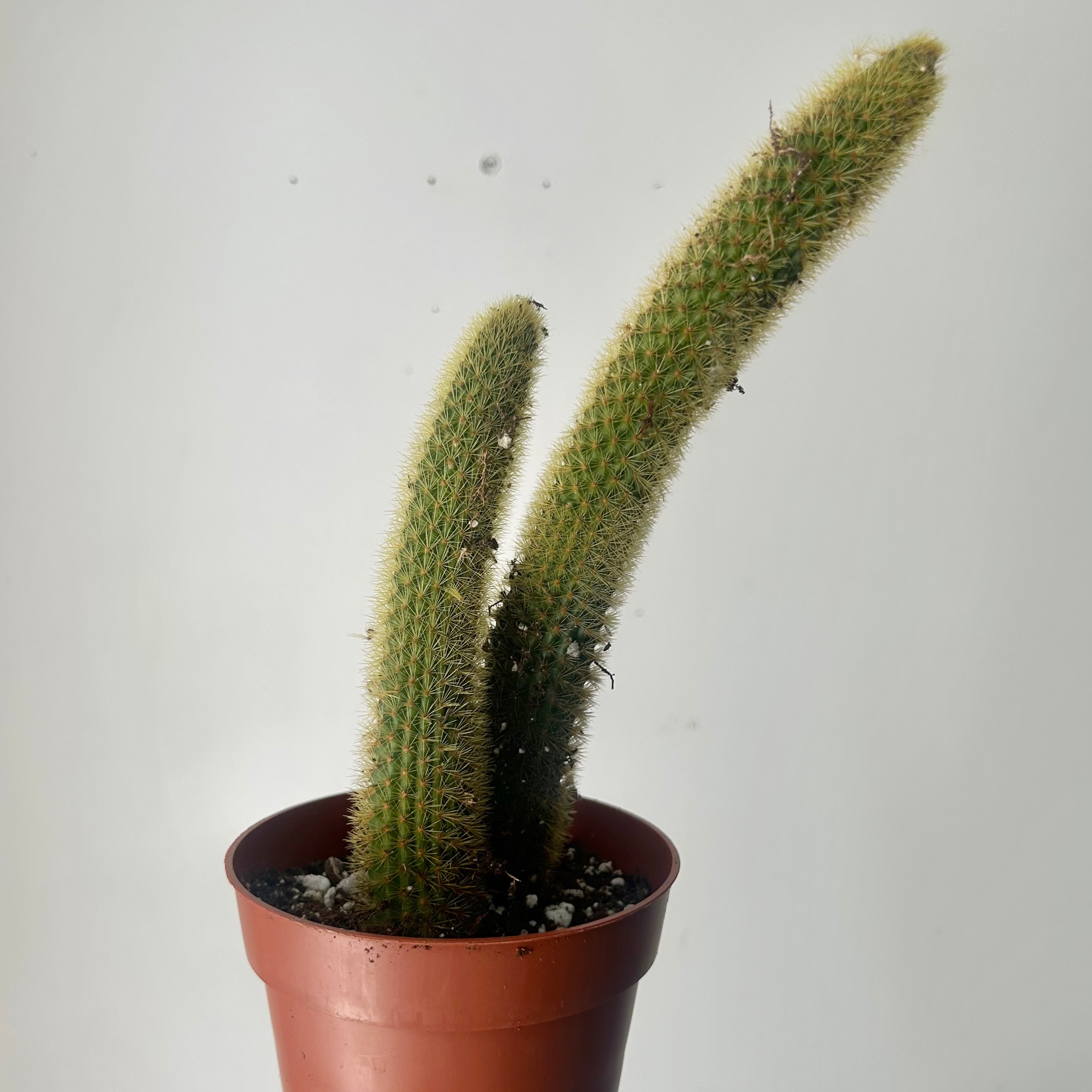Golden Rat Tail Cactus (Cleistocactus winteri) 5" pot