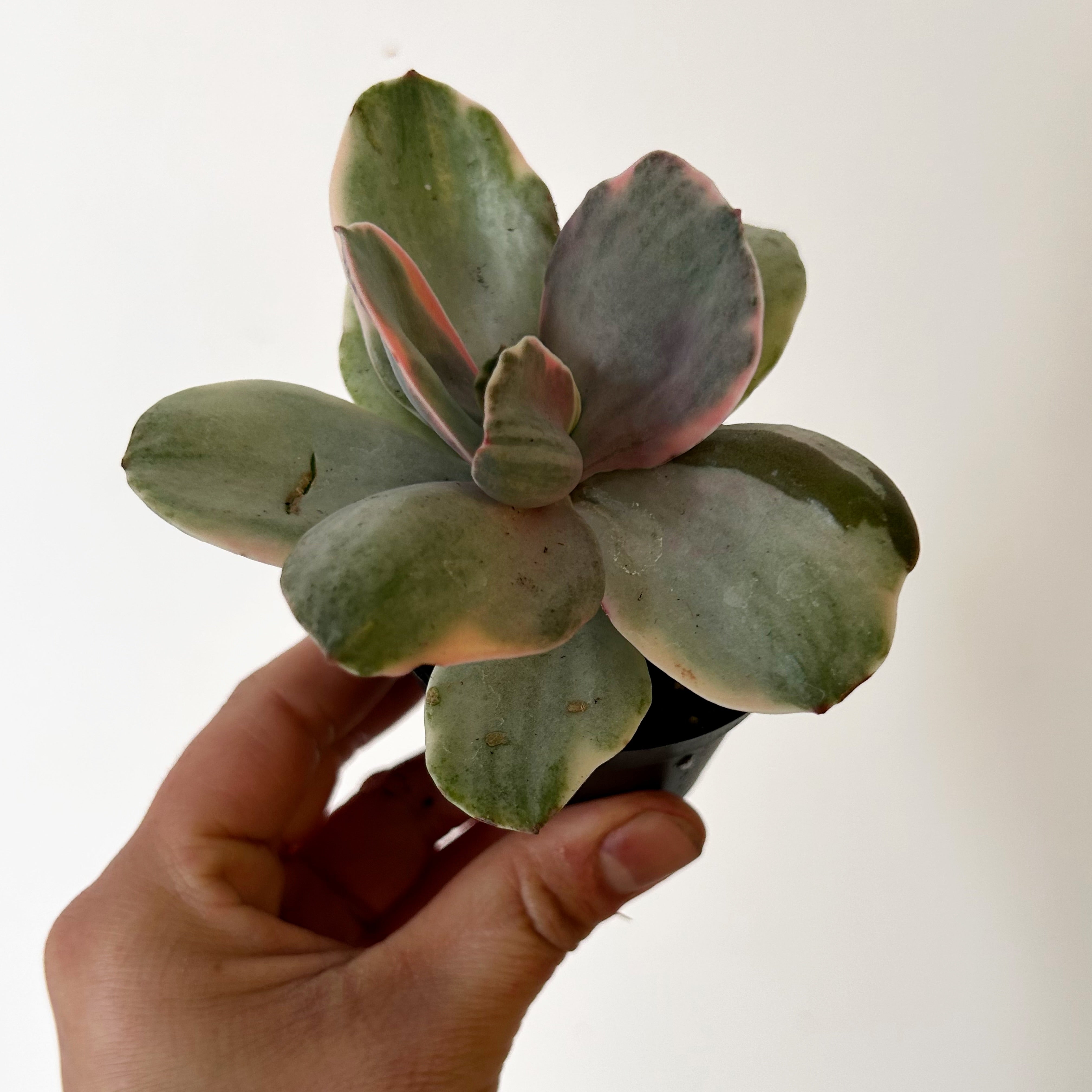Variegated Echeveria Decora 2.5”pot
