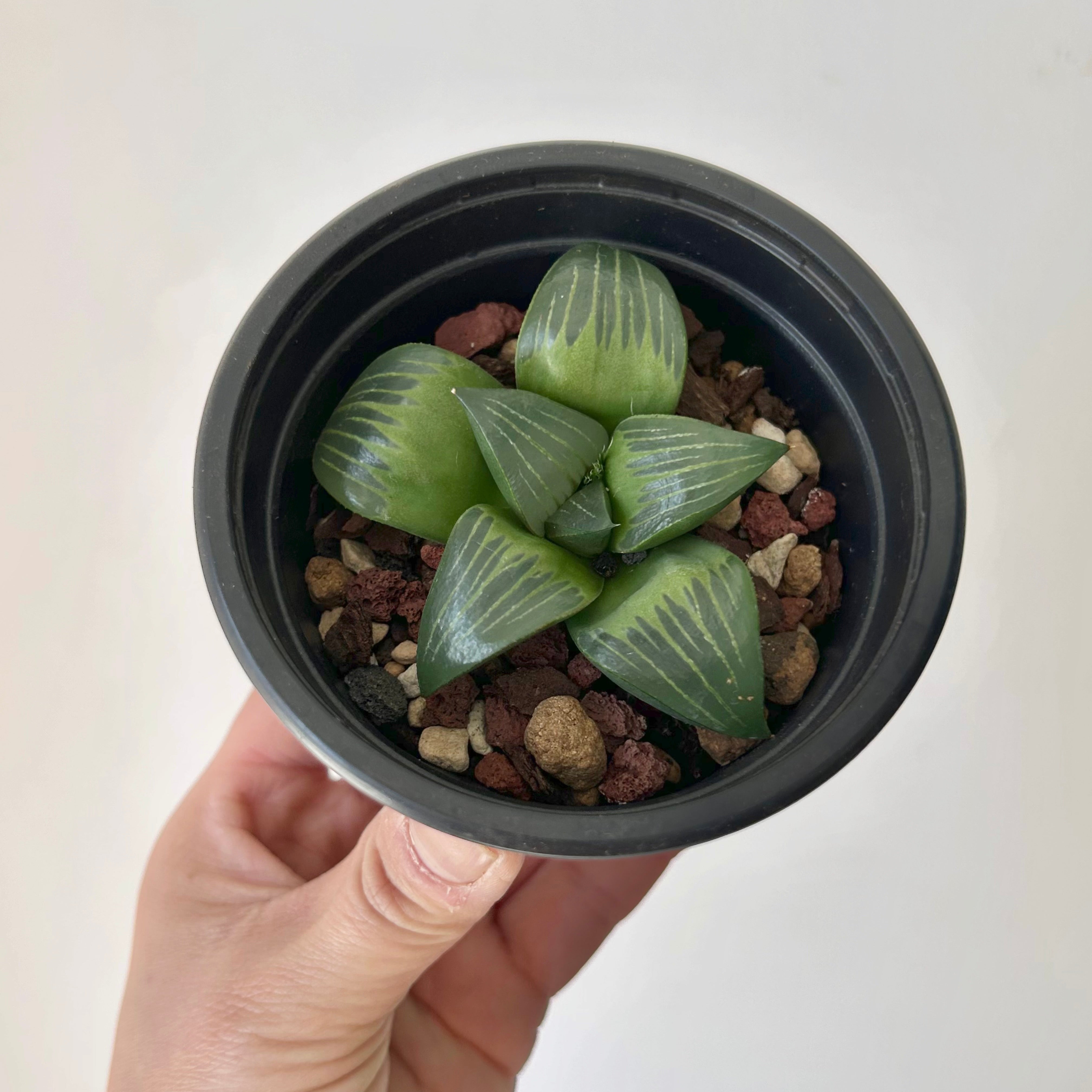 Haworthia xishan 3.5” pot