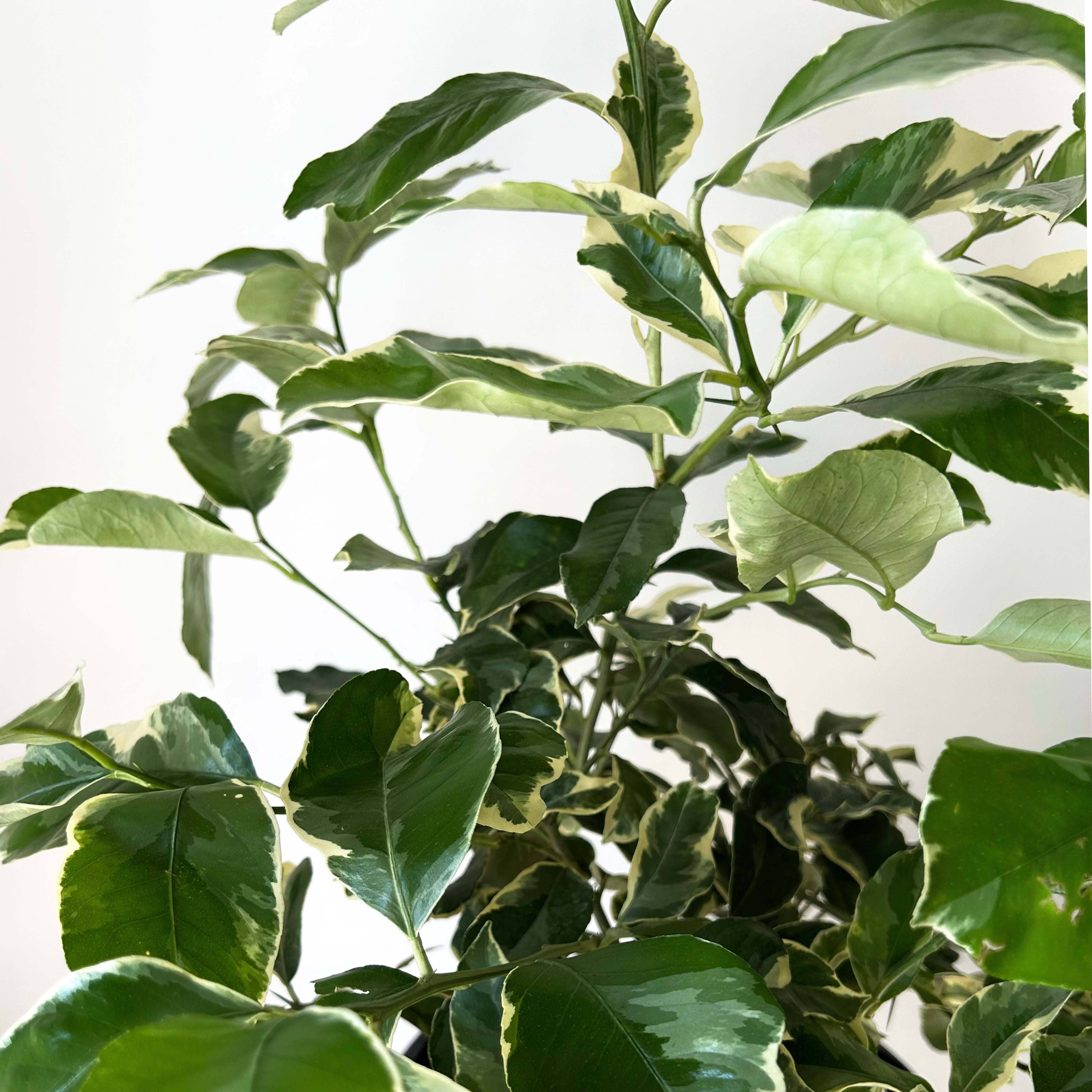 Variegated Lemon Citrus Bush approximately 3ft tall in 10” pot