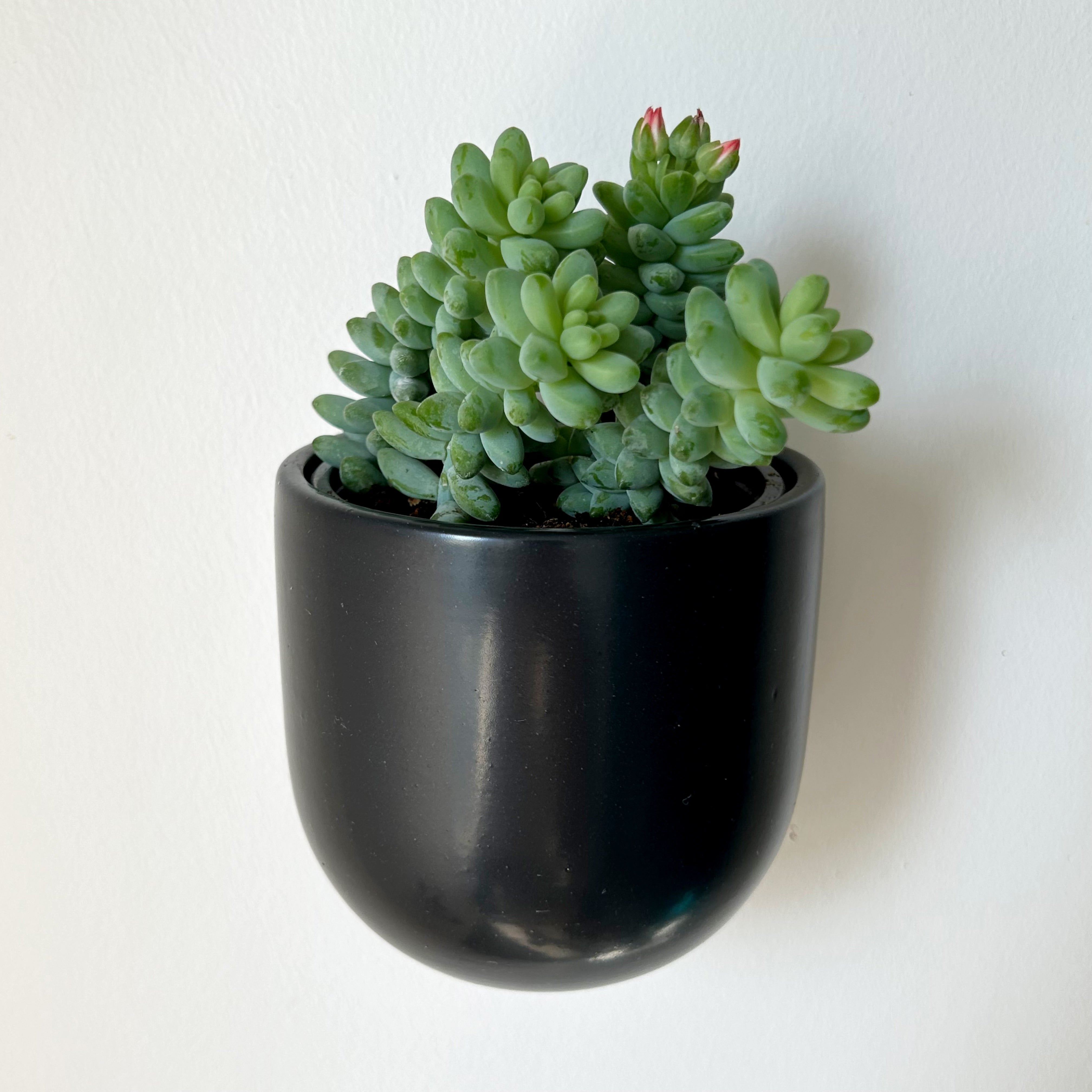 MADDOX Ceramic Wall Pot (3.75”x3.5”)