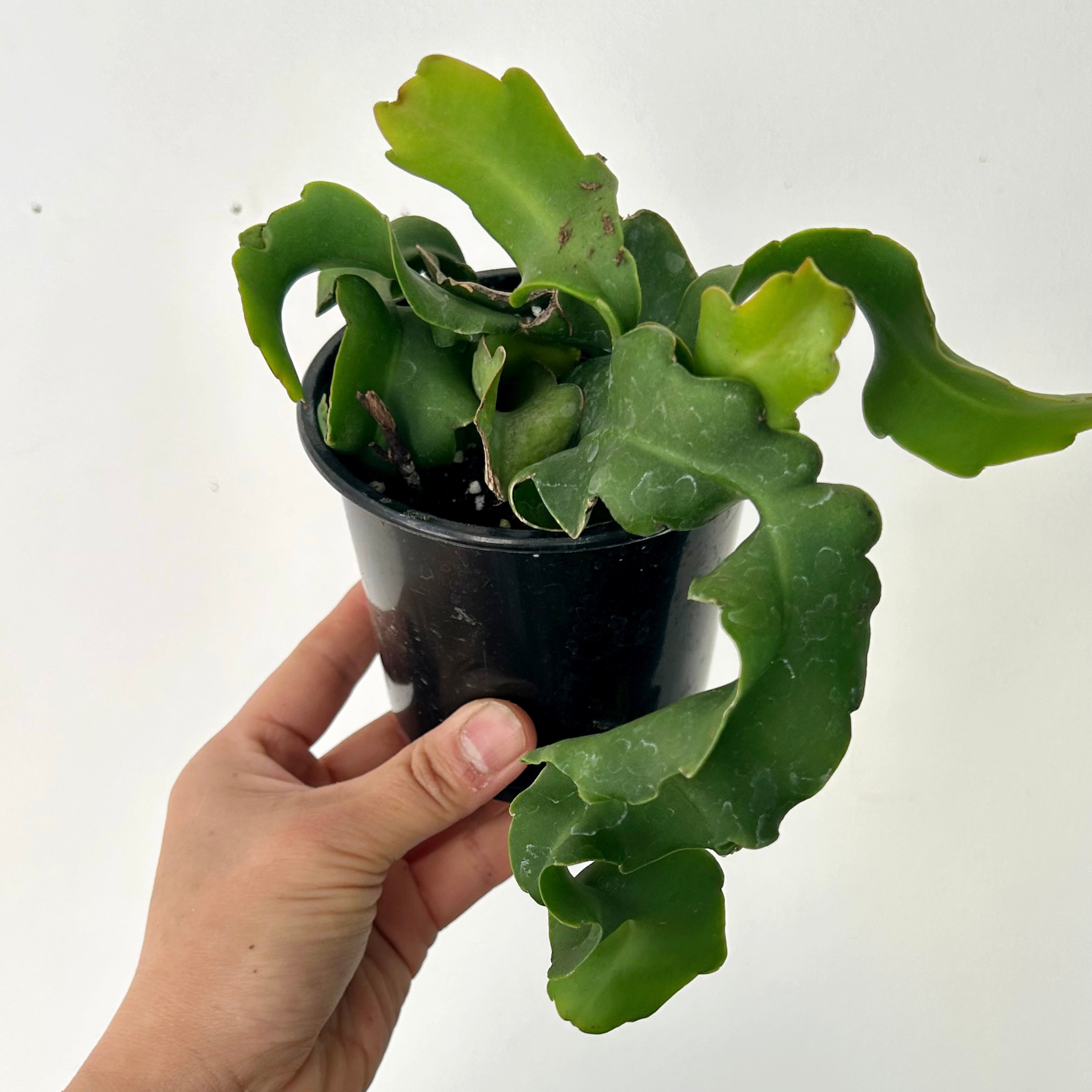 Curly Sue Orchid Cactus (Epiphyllum guatemalense) 3.5” pot