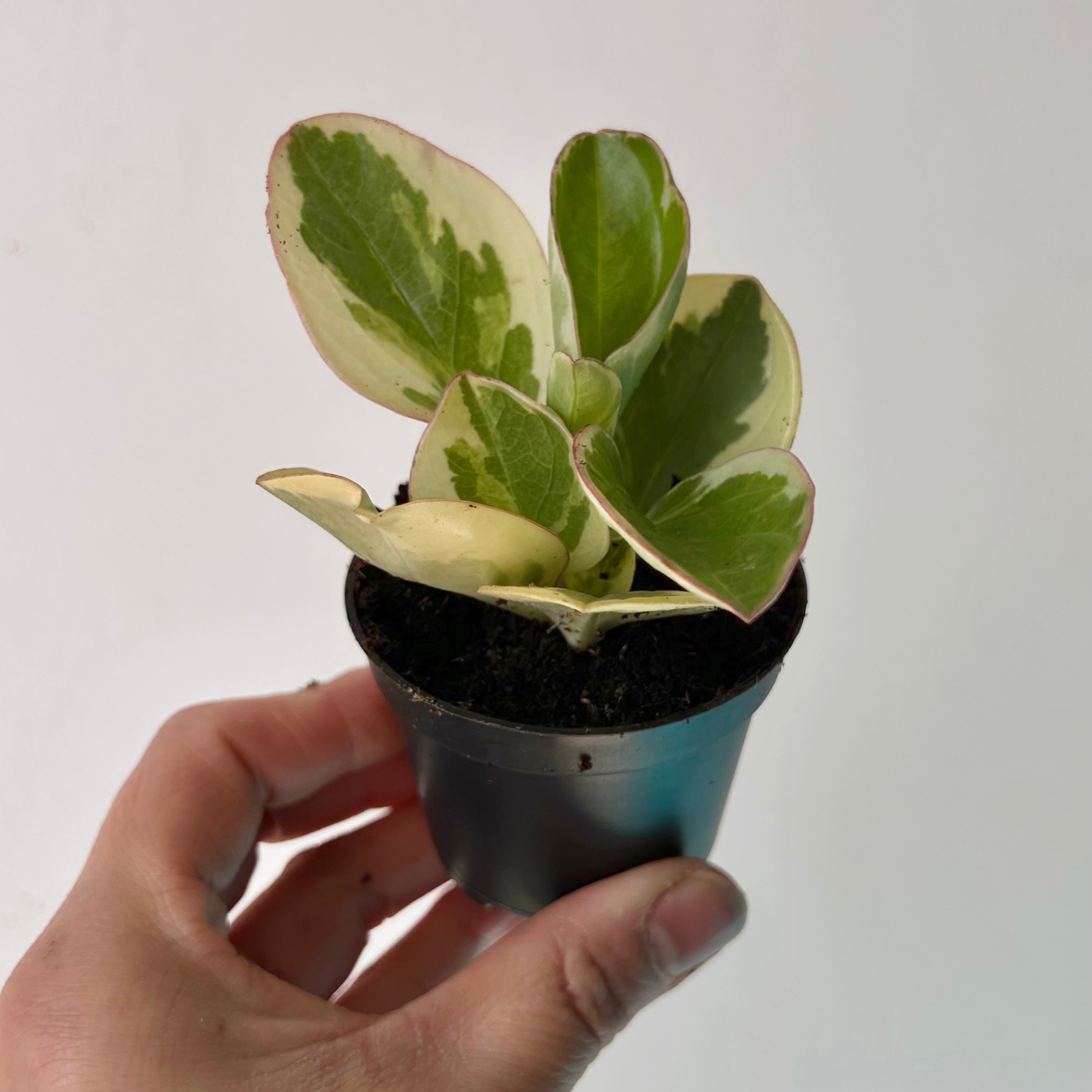 Variegated Peperomia obtusifolia 2.5" pot