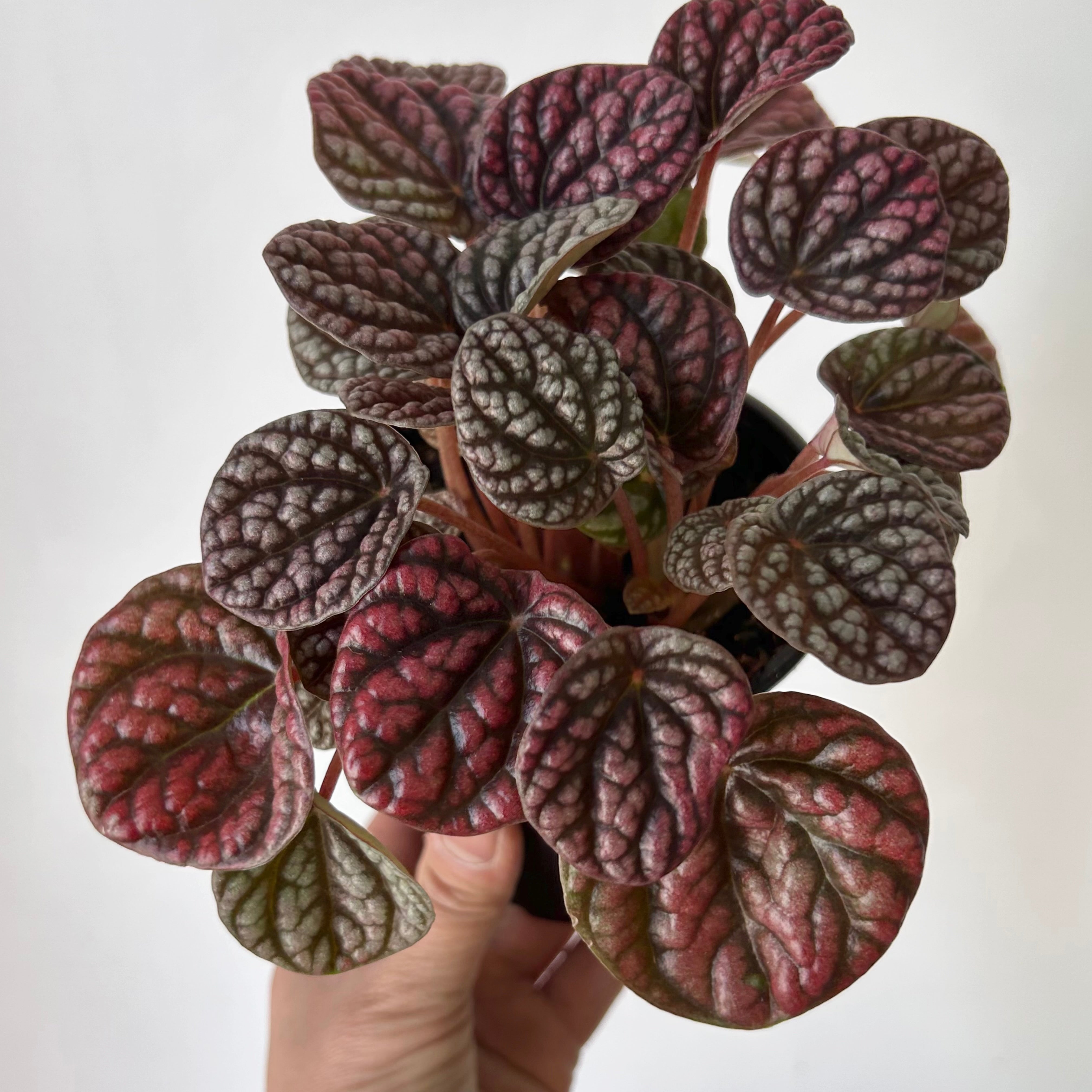 Peperomia “Pobo Lavender” 4” pot
