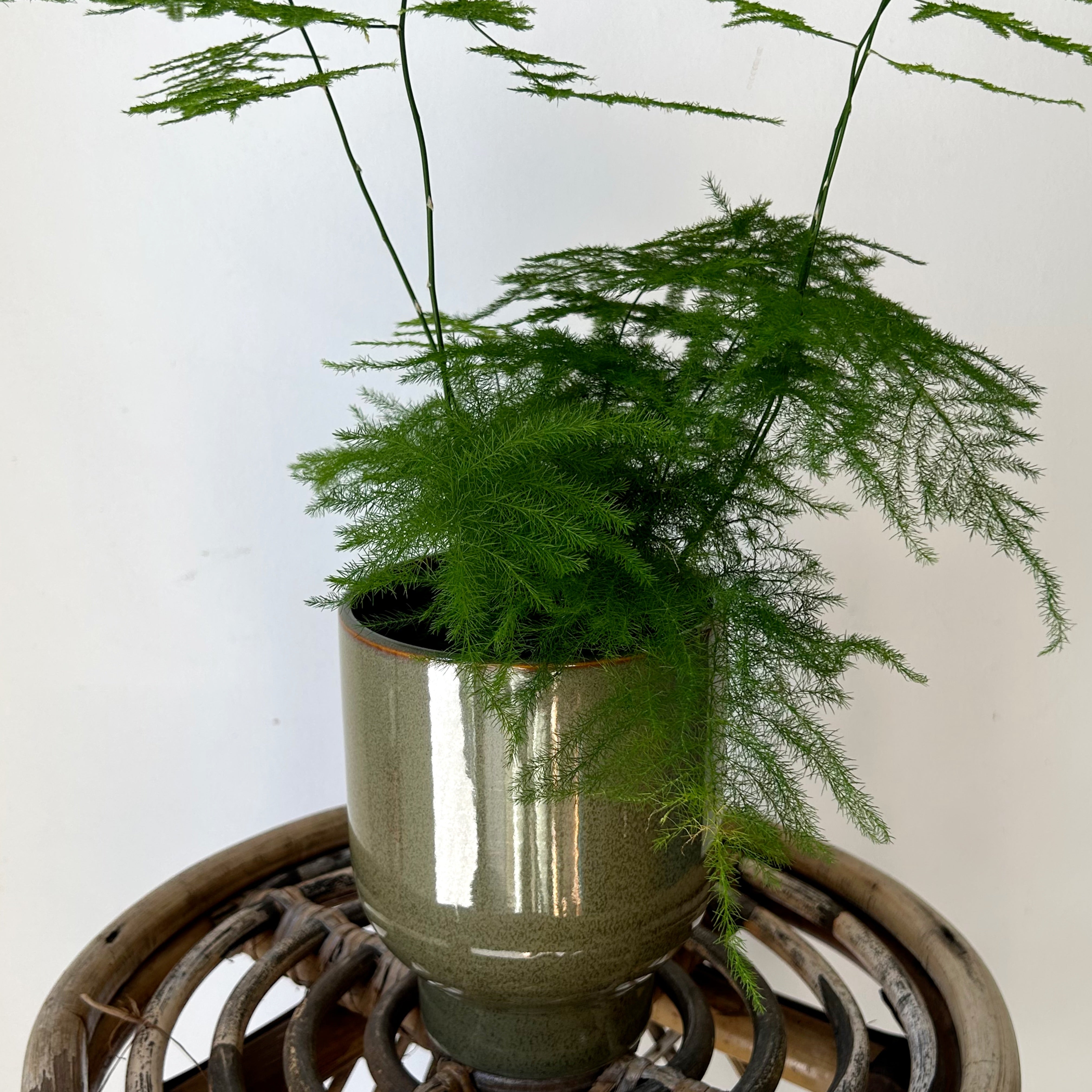 Common Asparagus Fern Plumosa 3.5" Pot