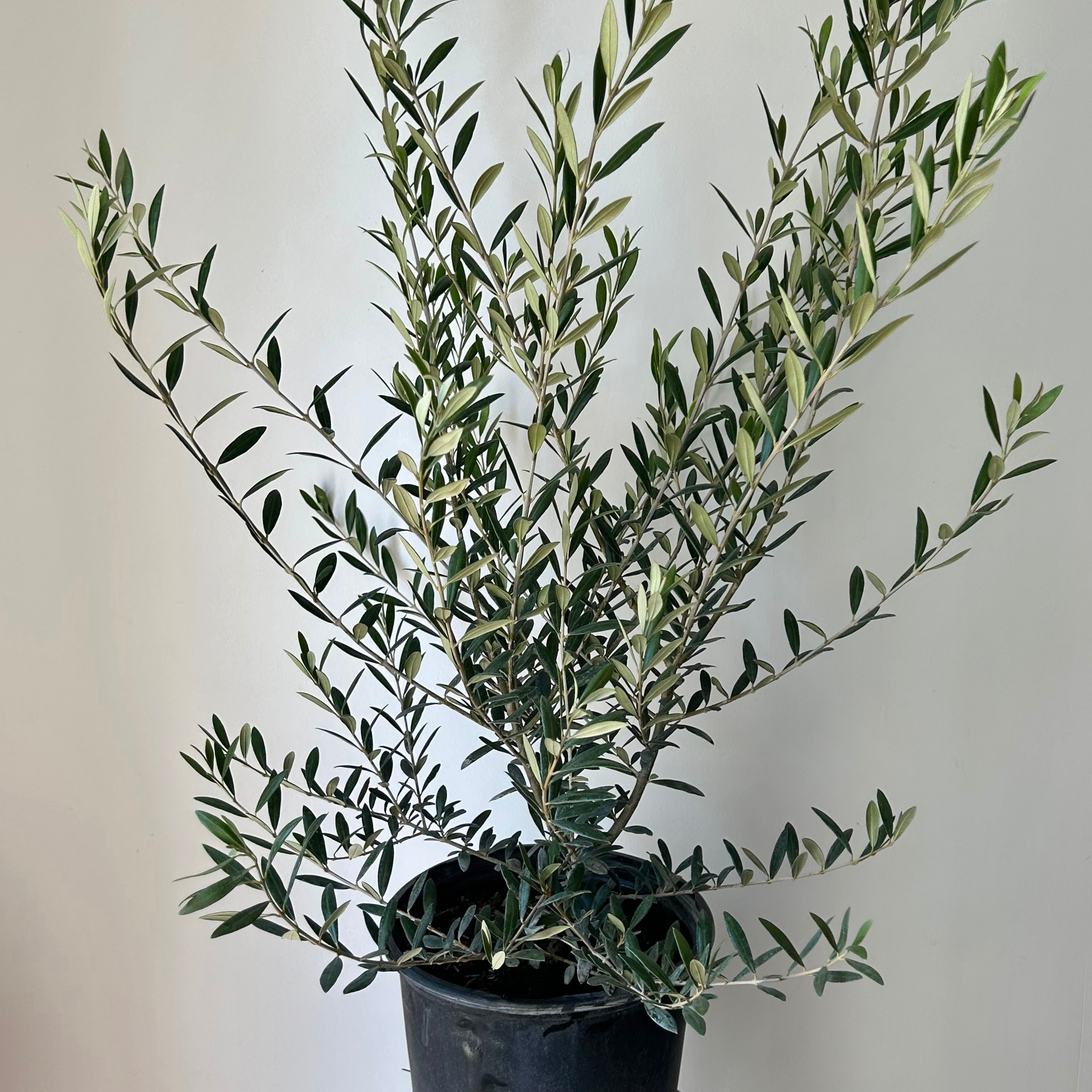 Olive Bush approximately 3ft tall in 10”pot