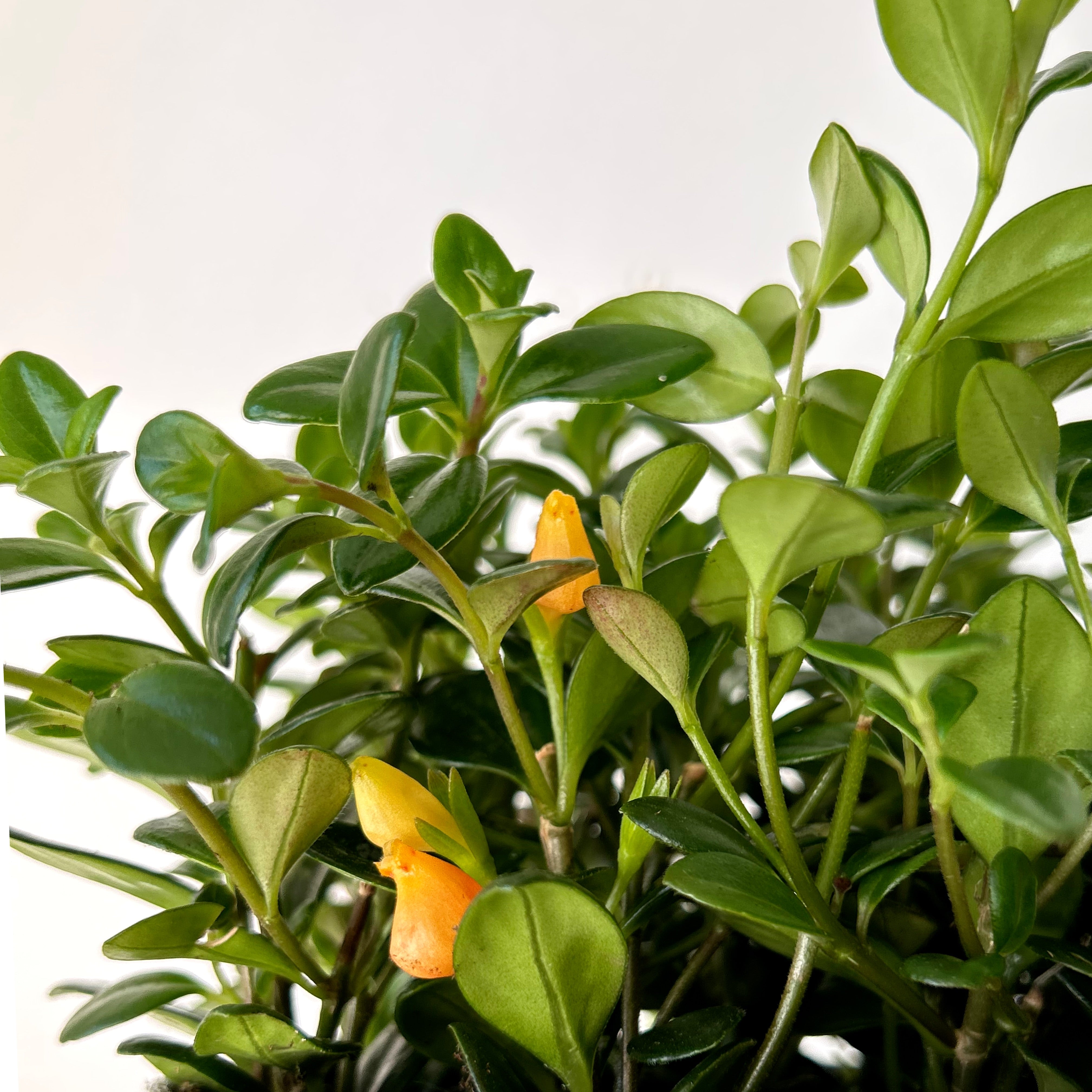 Goldfish Plant (Nematanthus) 6” pot
