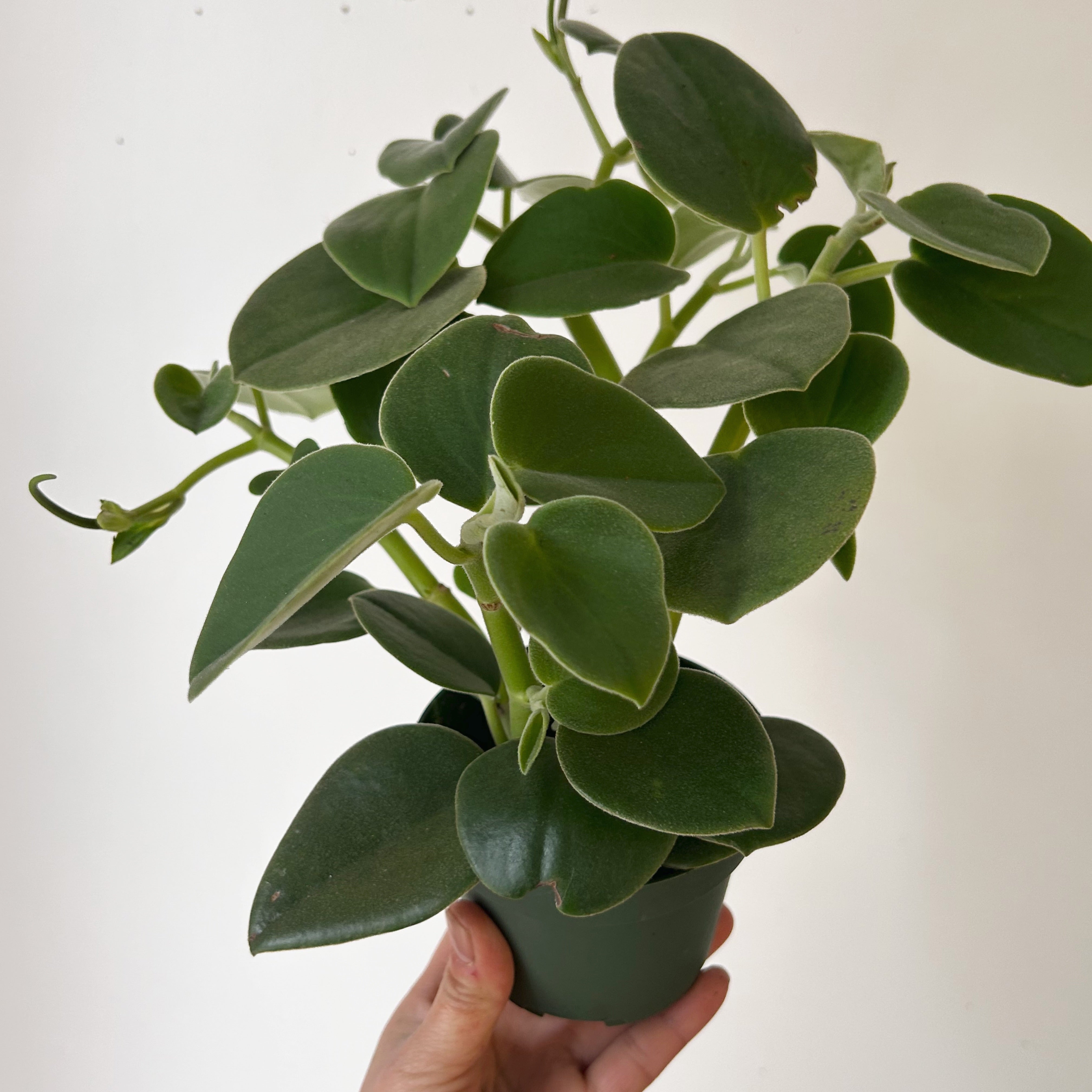 Felted Pepperface (Peperomia incana) 4” pot