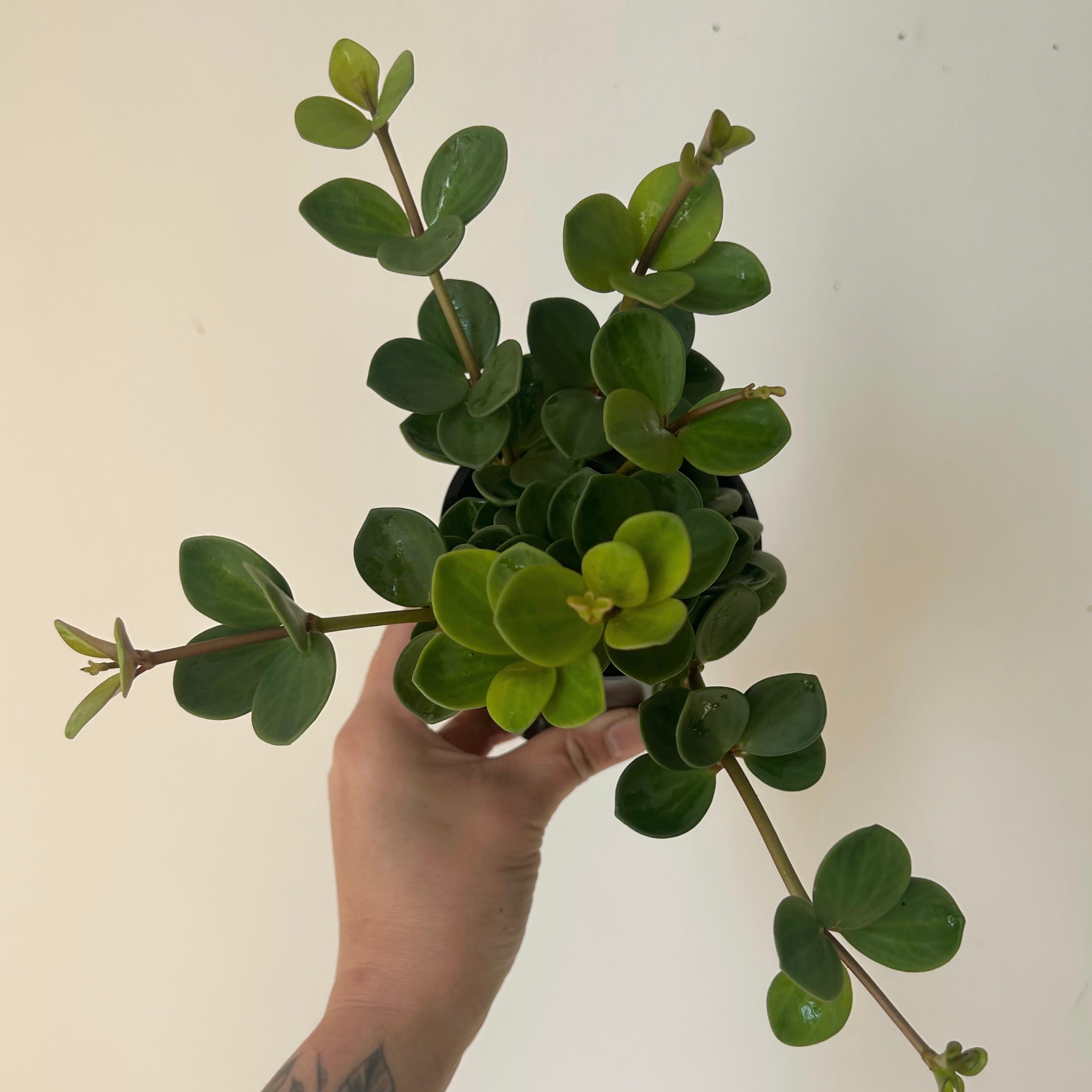 Peperomia “Hope” (tetraphylla), 3.5”pot