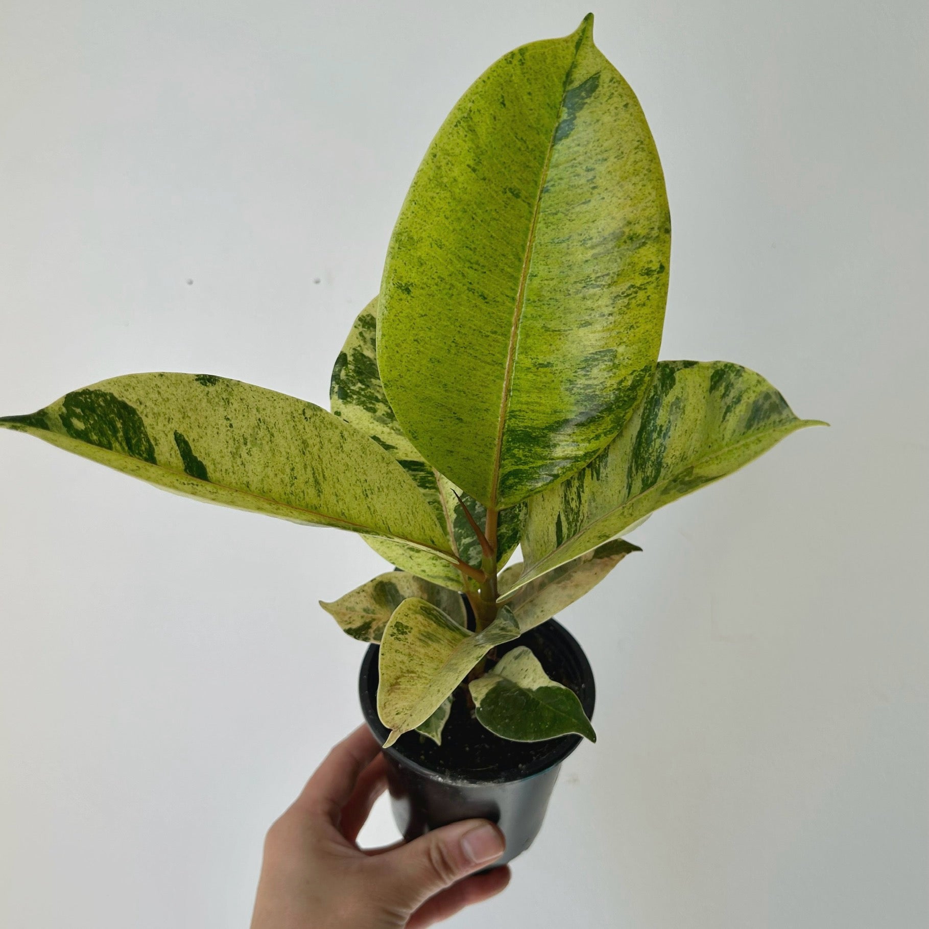 Ficus Shivereana Moonshine 4”pot