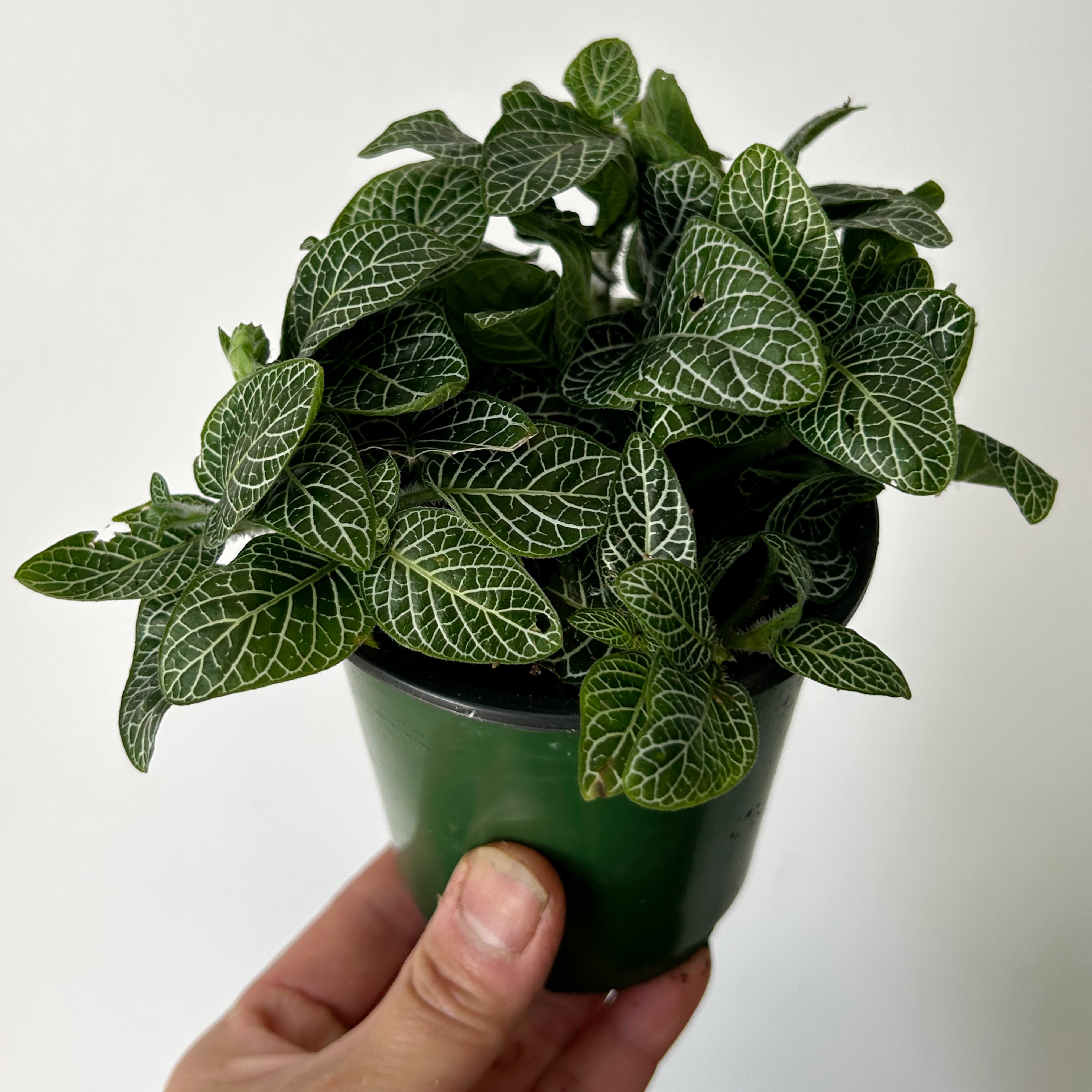 Nerve Plant (Fittonia) 3.5”pot