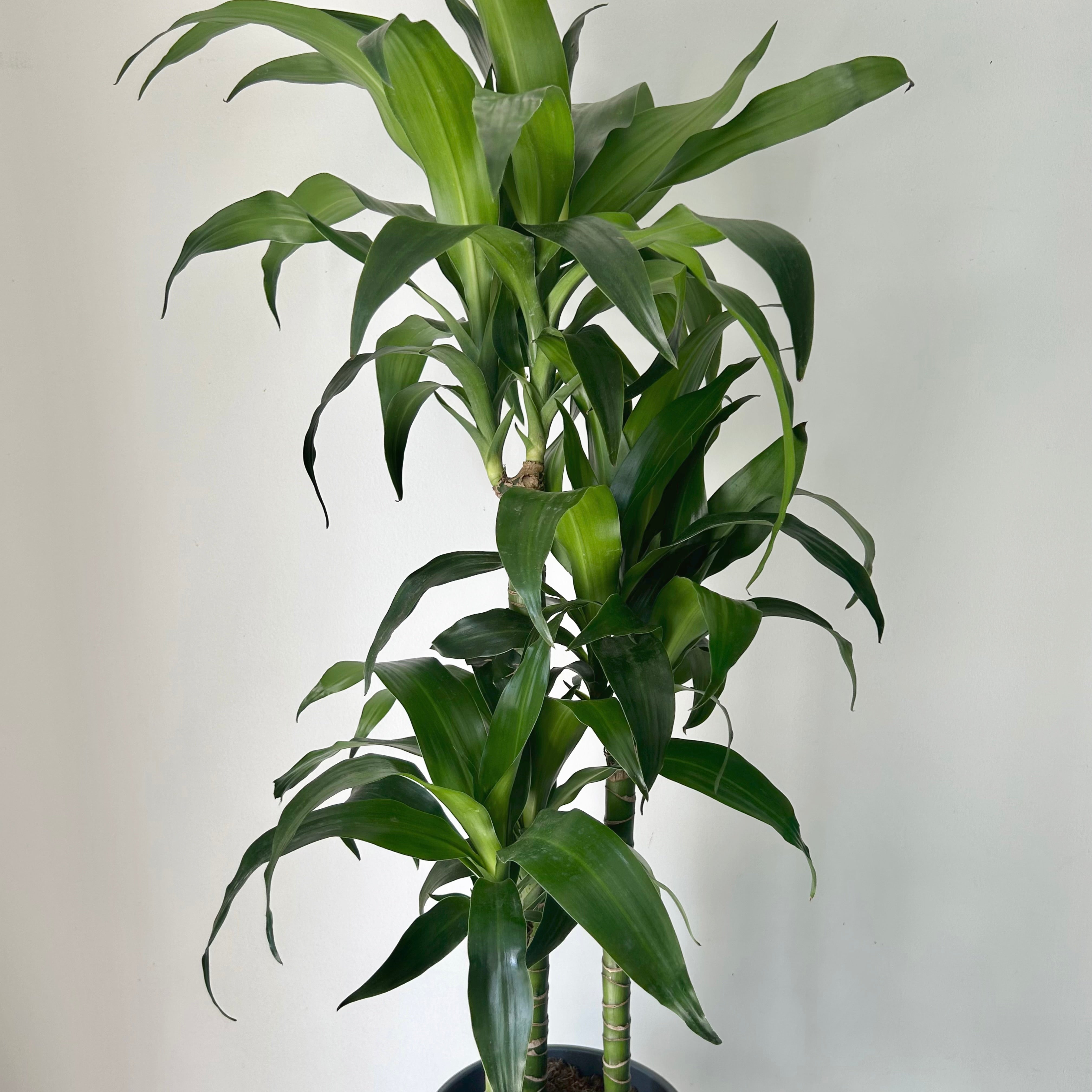 Dracaena approximately 3.5” ft tall in 8” pot