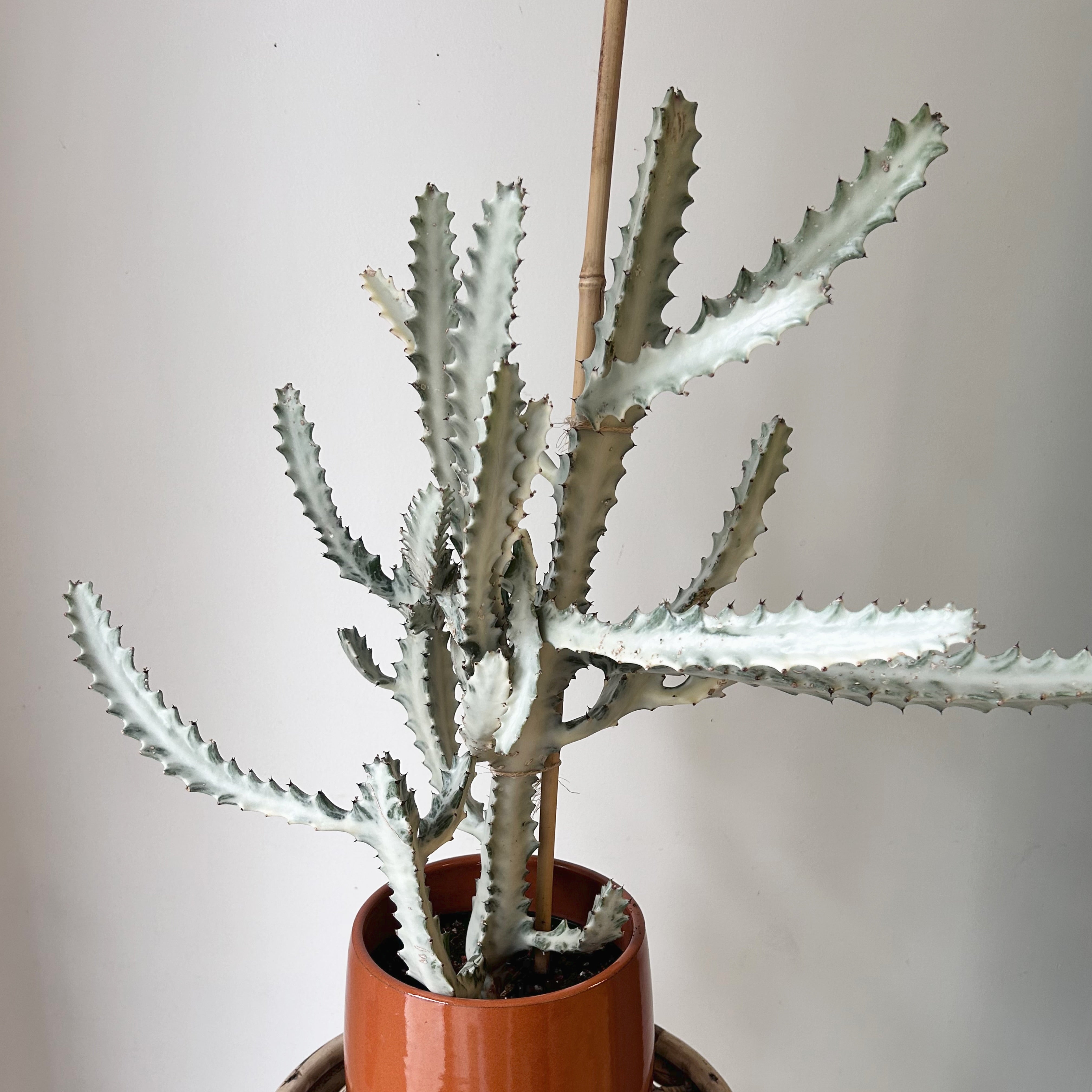 Euphorbia “White Ghost” approximately 2 ft tall in 6”pot