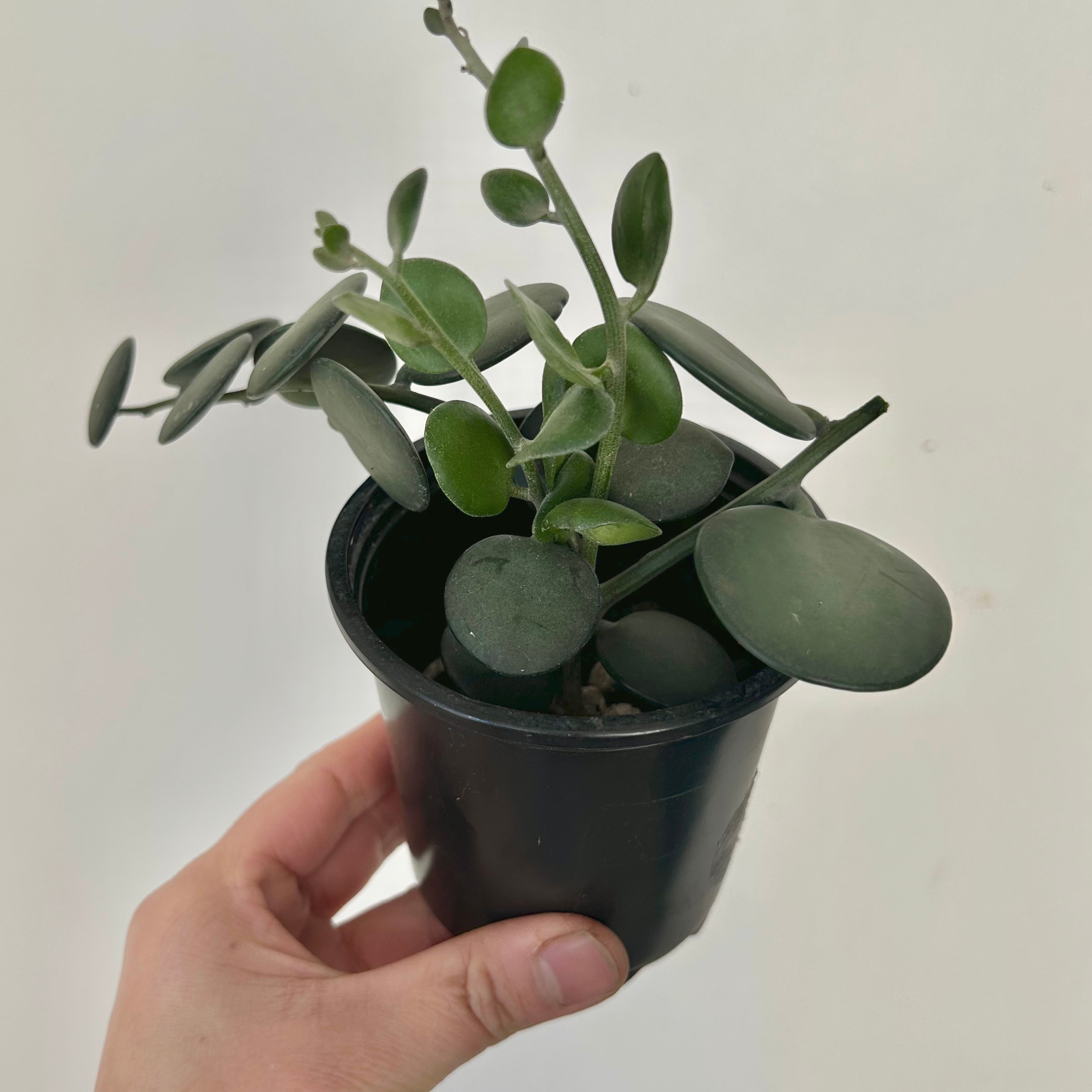 Silver Dollar Vine (Xerosicyos Danguyi ), 4”pot