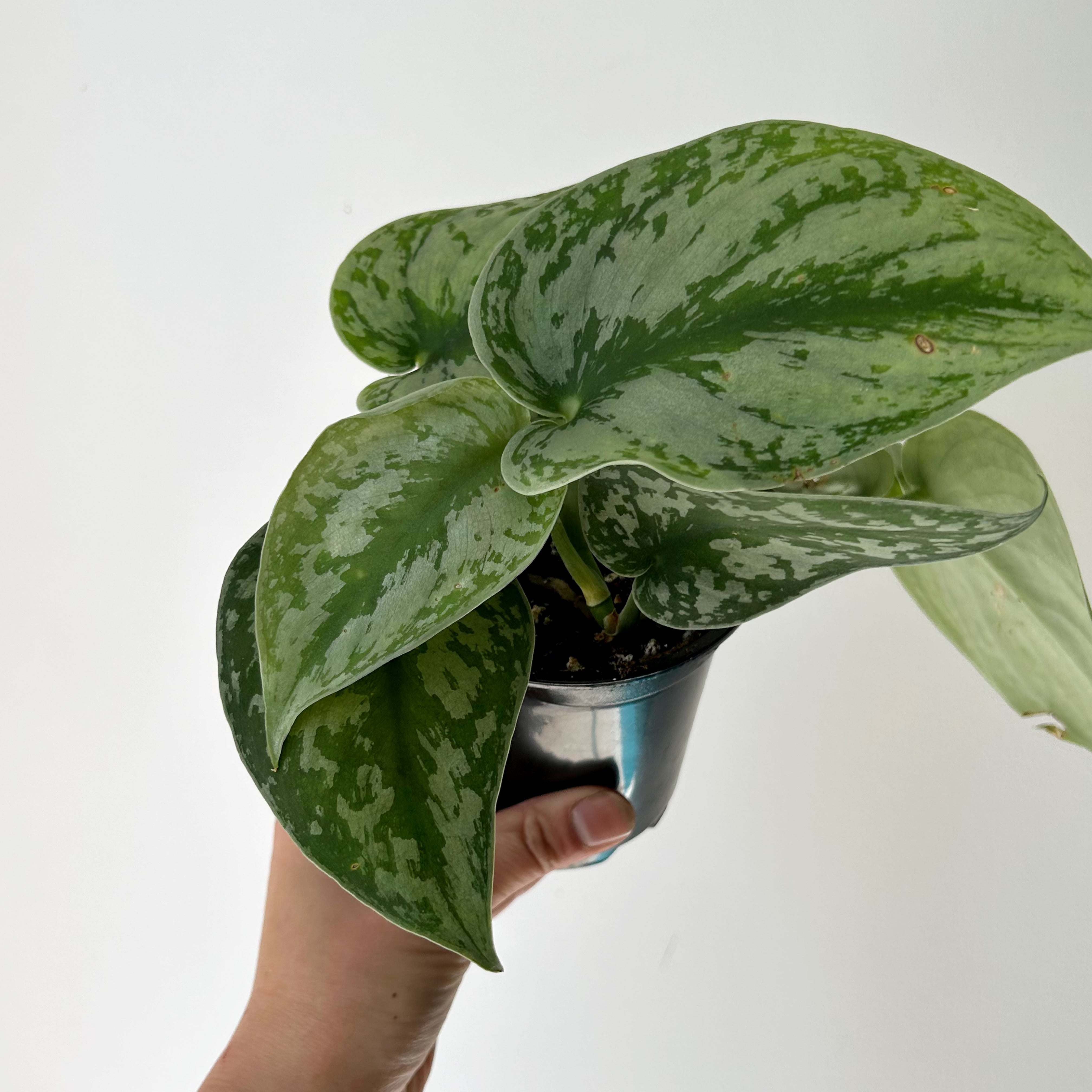 Scindapsus “Exotica” 4” pot