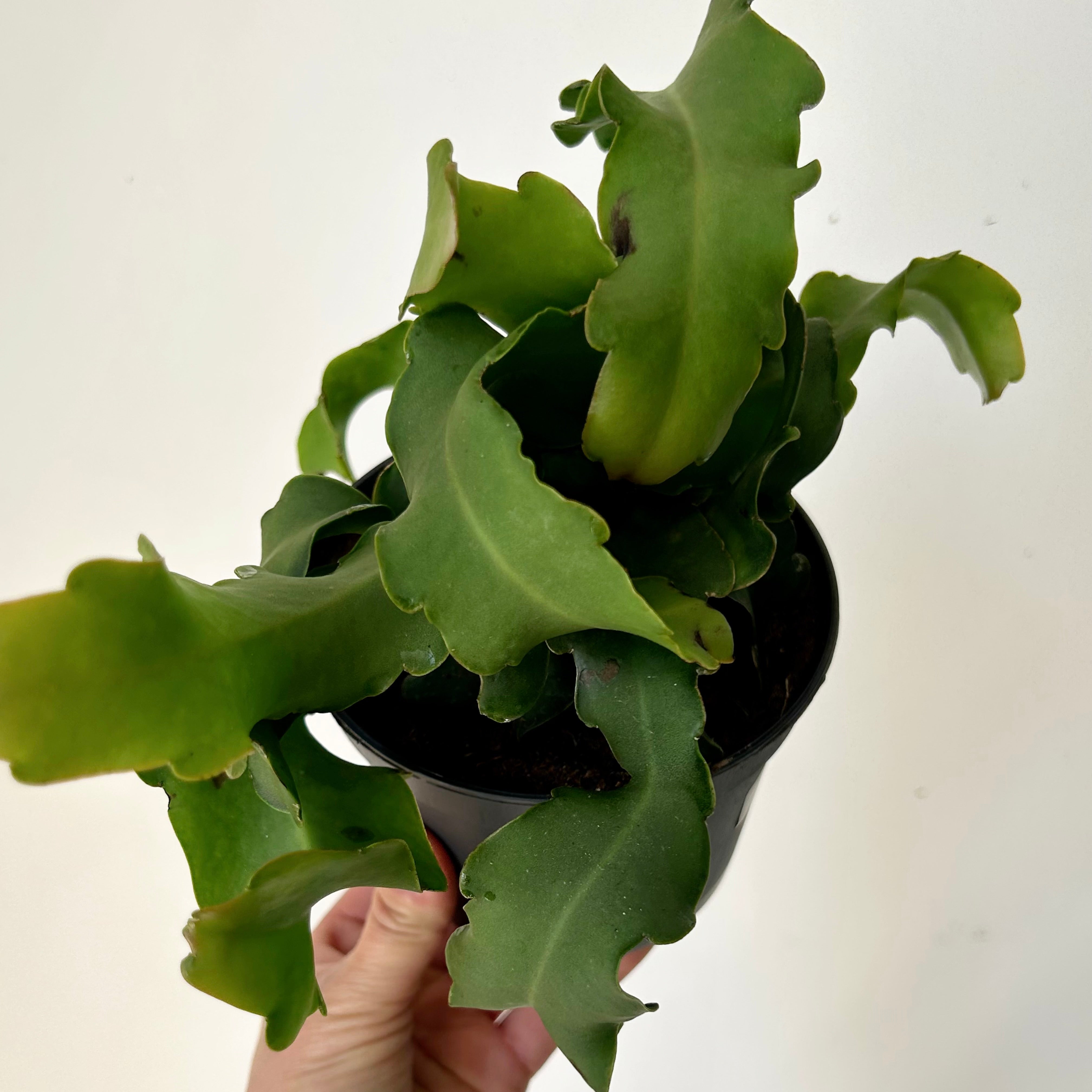 Curly Sue Orchid Cactus (Epiphyllum guatemalense) 5”pot
