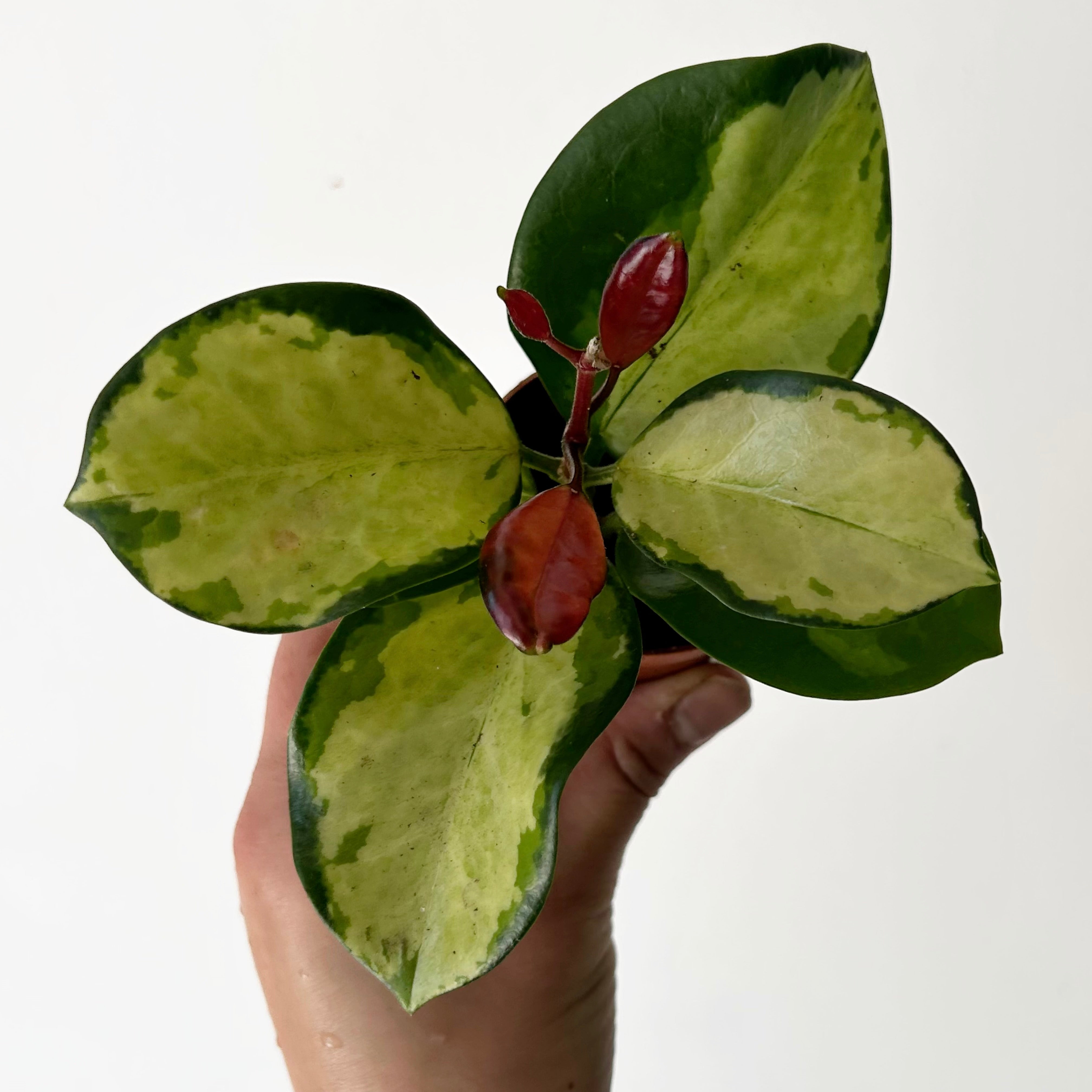 Hoya Australis “Lisa” 2.5”pot