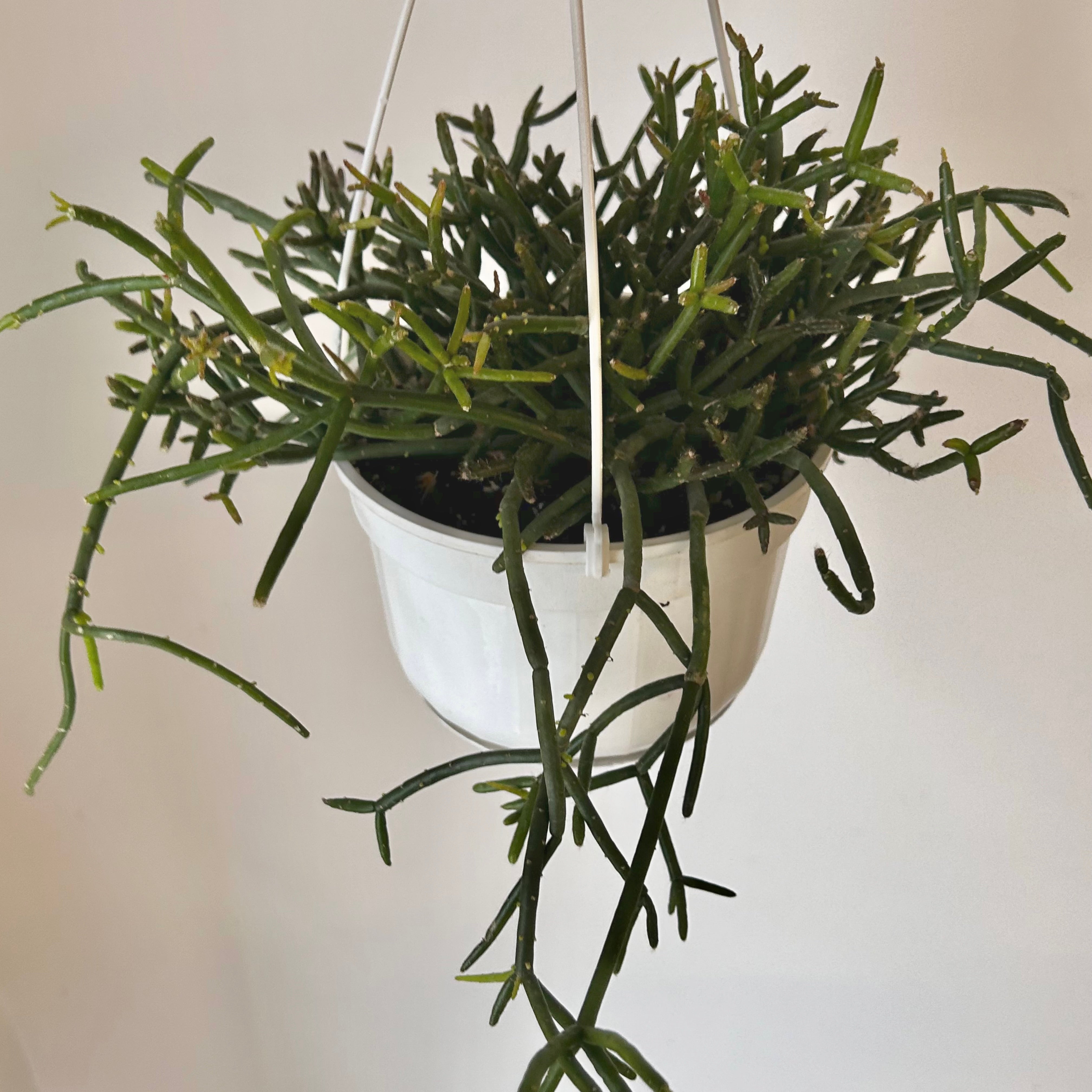 Rhipsalis burchellii 6” hanging basket