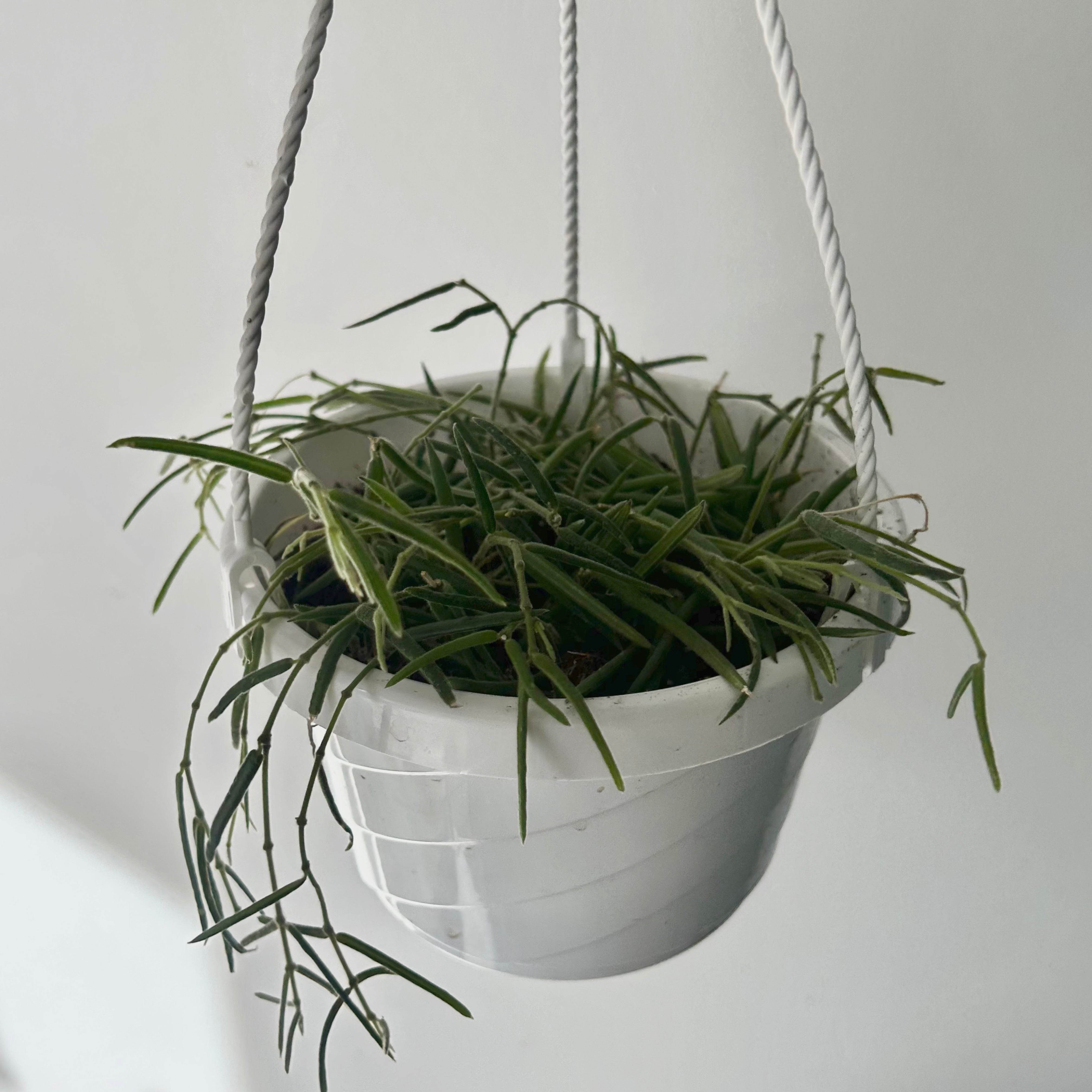 Hoya Lineris 6” hanging basket