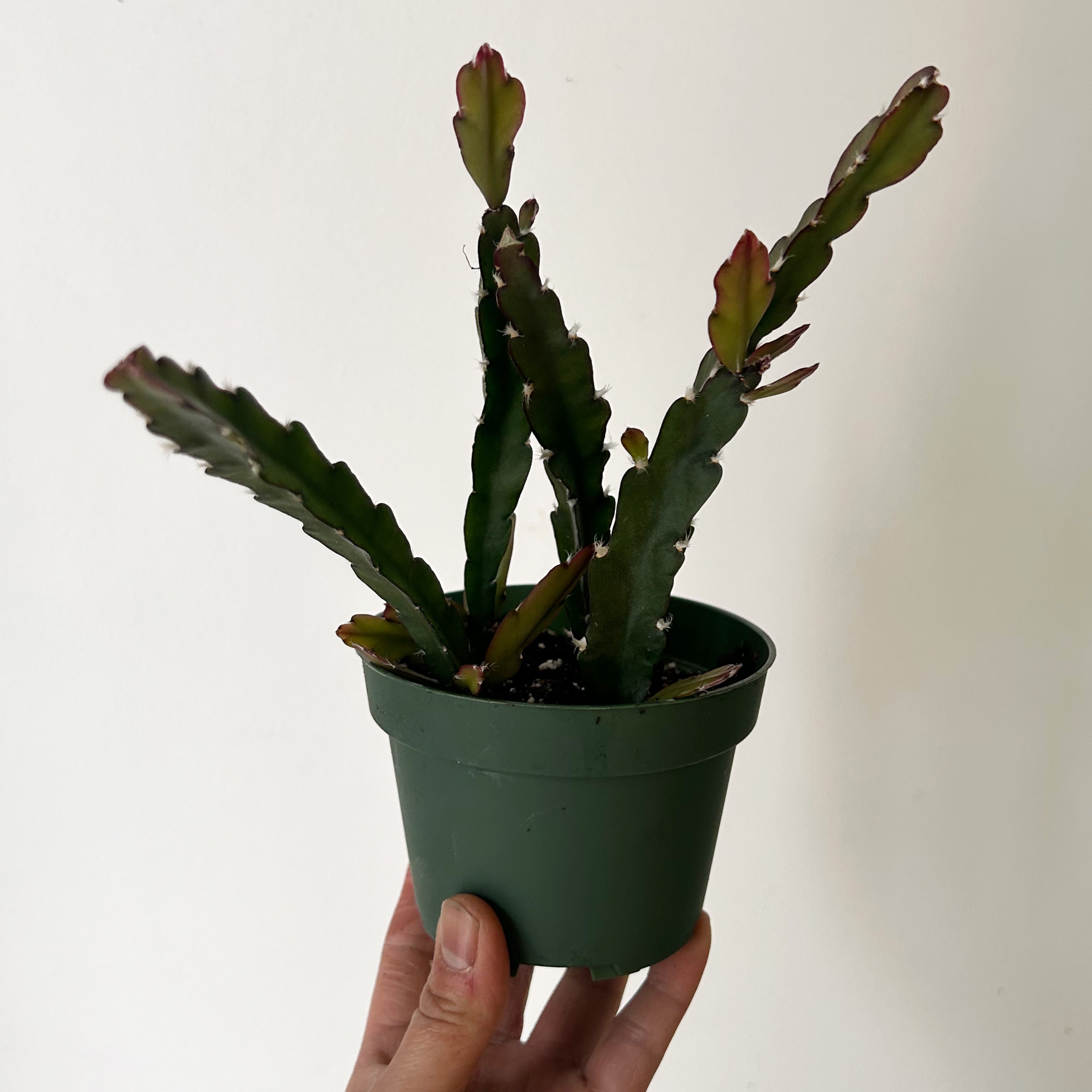 Hurricane Cactus (Lepismium cruciforme) 4” pot