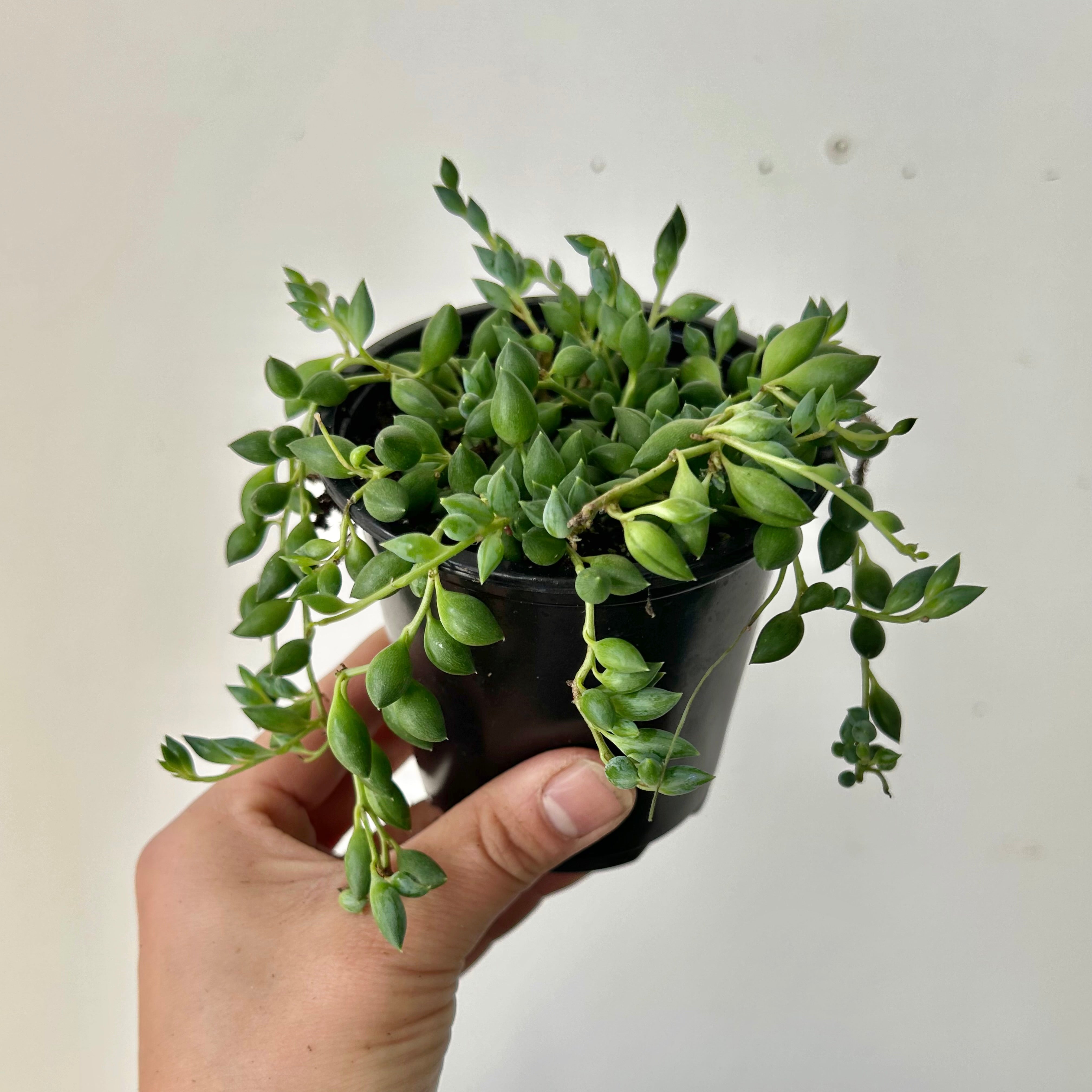 String of Tears Succulent 3.5”pot