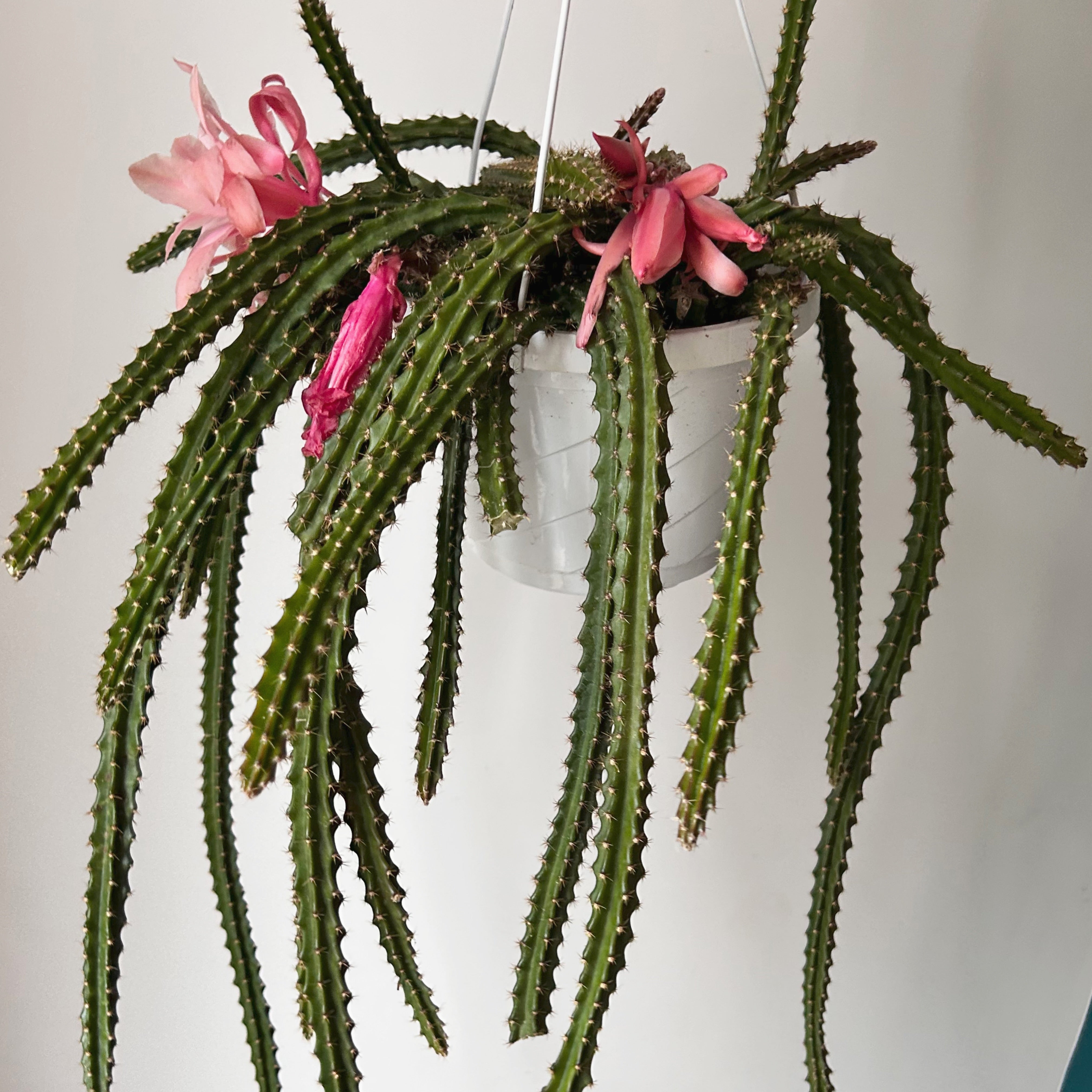 Aporocactus 8” hanging basket