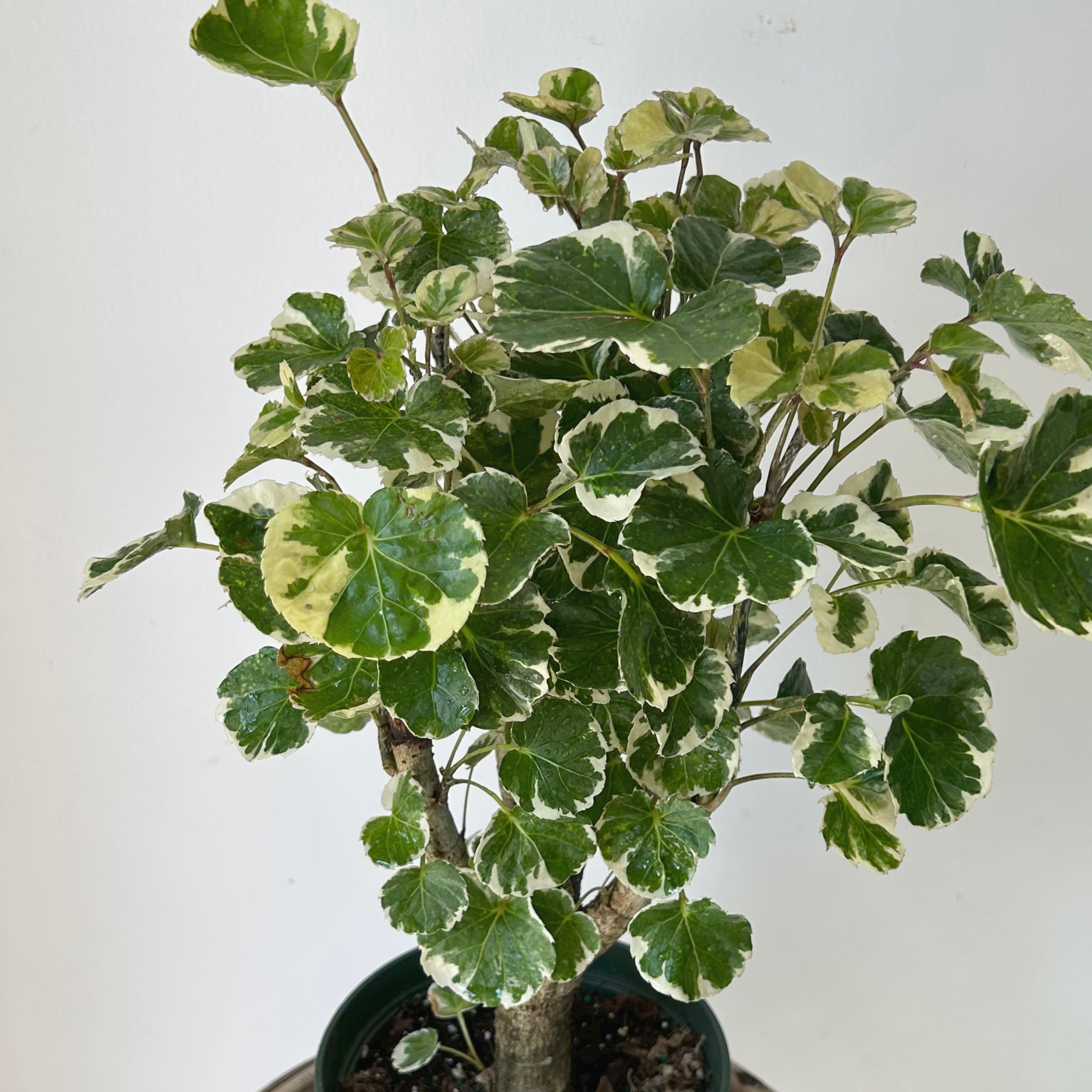 Variegated Aralia Balfouriana (Polyscias Balfour) approximately 20 inches tall in 6” pot