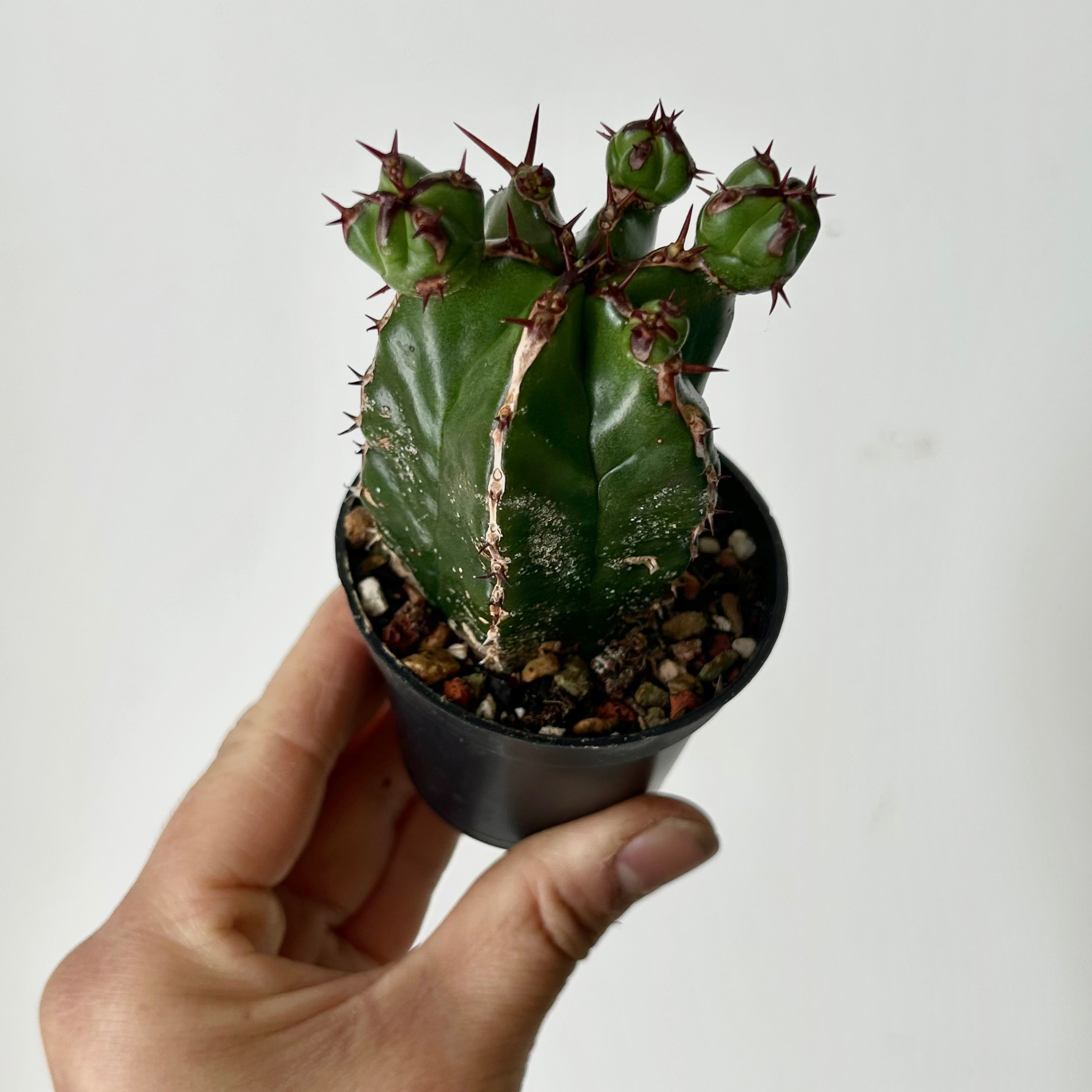 Euphorbia handiensis 2.5” pot