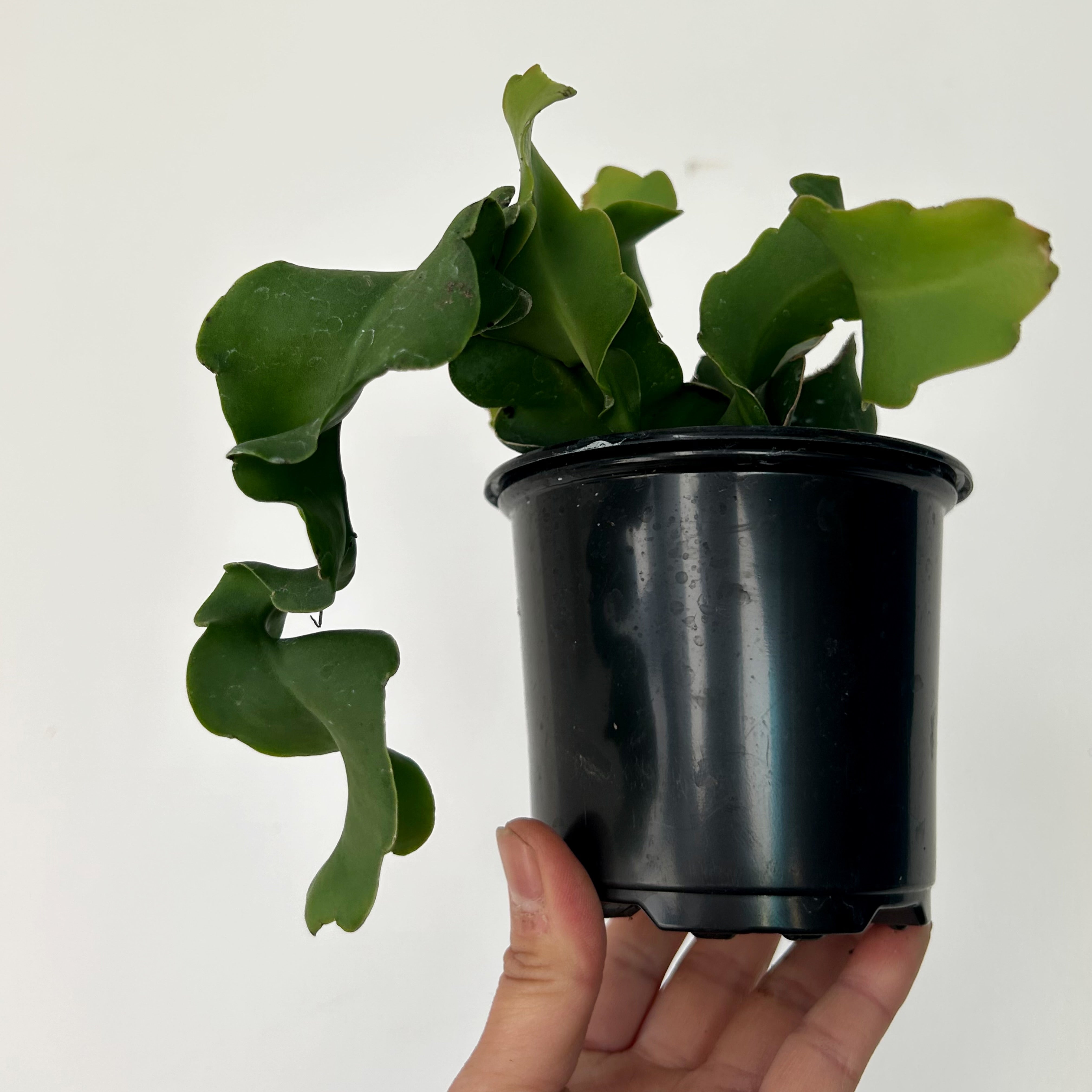 Curly Sue Orchid Cactus (Epiphyllum guatemalense) 3.5” pot