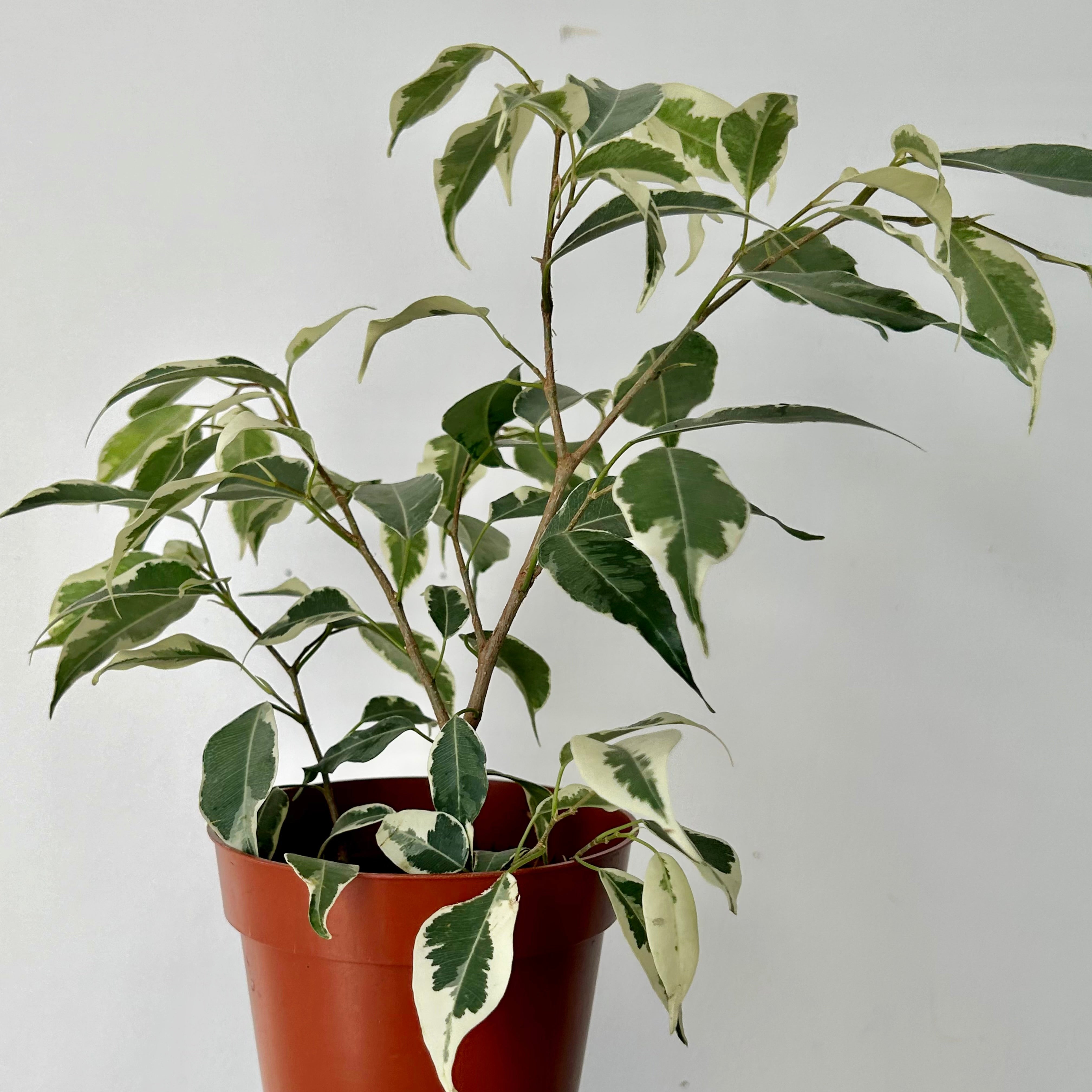 Variegated Ficus Benjamina 5”pot